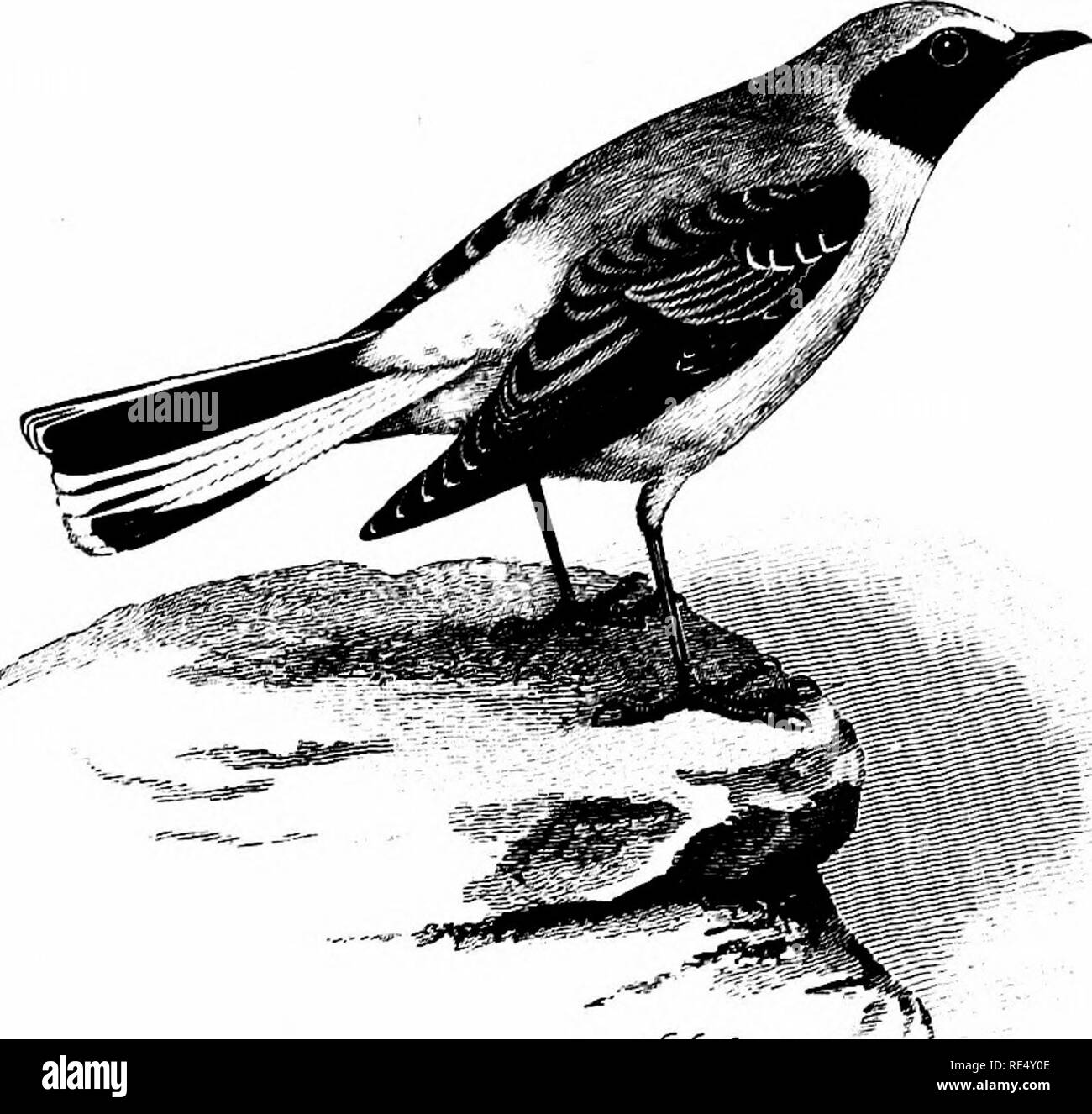 . An illustrated manual of British birds. Birds. TURBINE. 23. ?&lt;?./., THE BLACK-THROATED WHEATEAR. SAXfcOLA STAPAZfNA, Vieillot. A male in adult plumage of this handsome South-European species was shot about the 8th of May 1875, near Bury in Lanca- shire, and subsequently recorded by Mr. R. Davenport, who, as should always be done in the case of such rare visitors, sent the specimen for exhibition at a meeting of the Zoological Society (P, Z. S. 1878, pp. 881, 977). A bird, probably of this species, was seen and sketched by Mr. H. B. Hewetson near Spurn, Yorkshire, on September i8th 1892 (Z Stock Photo