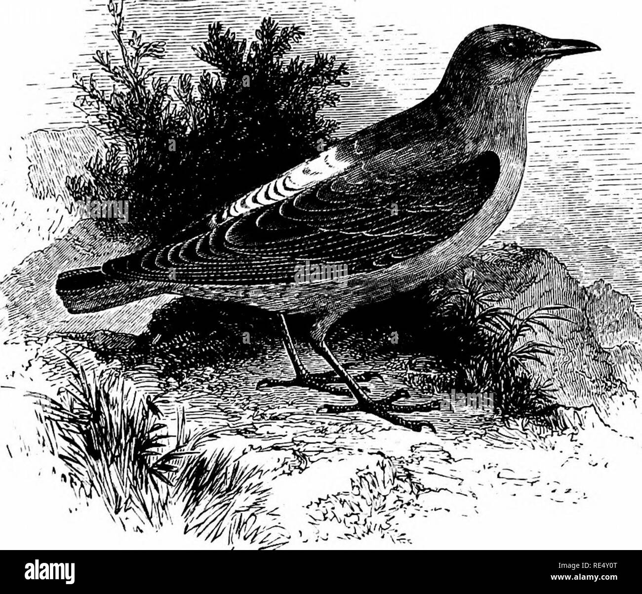 . An illustrated manual of British birds. Birds. TURDIN*. J7. THE ROCK-THRUSH. MoNxfcoLA SAXATiLis (LinnjEus). The claim of the Rock-Thrush to a place in the British list rests upon an example shot on the 19th May, 1843, ^t Therfield, in Hert- fordshire, and figured as above by the late Mr. Yarrell, who examined it before it was skinned; the bird is now in the collection of Mr. F. d'Arcy Newcome. Some other occurrences are recorded, but are not authenticated. The individual in question had no doubt deviated on its spring migration to the westward of its usual course, but some of the regular ha Stock Photo
