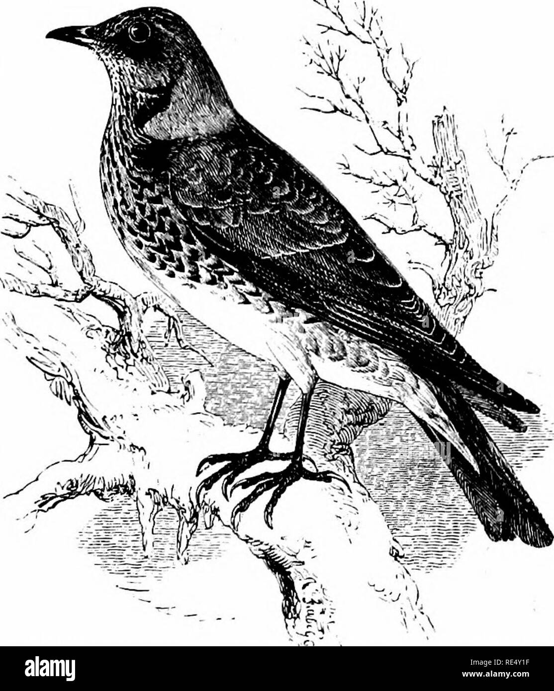 . An illustrated manual of British birds. Birds. TURDIN/E.. THE FIELDFARE. TURDUS pilAris, Linnaeus. The Fieldfare is one of the regular visitors to our islands, the date of its arrival depending upon the autumnal temperature in those northern regions of Europe which form its principal breeding- ground. Its appearance in Scotland and in eastern England has been recorded from the middle of September onwards, but on the west side, in Wales and in Ireland, it is usually about the middle of October. Every one must be familiar with the large flocks of Felts, &quot; Blue Felts,&quot; or &quot; Felfe Stock Photo