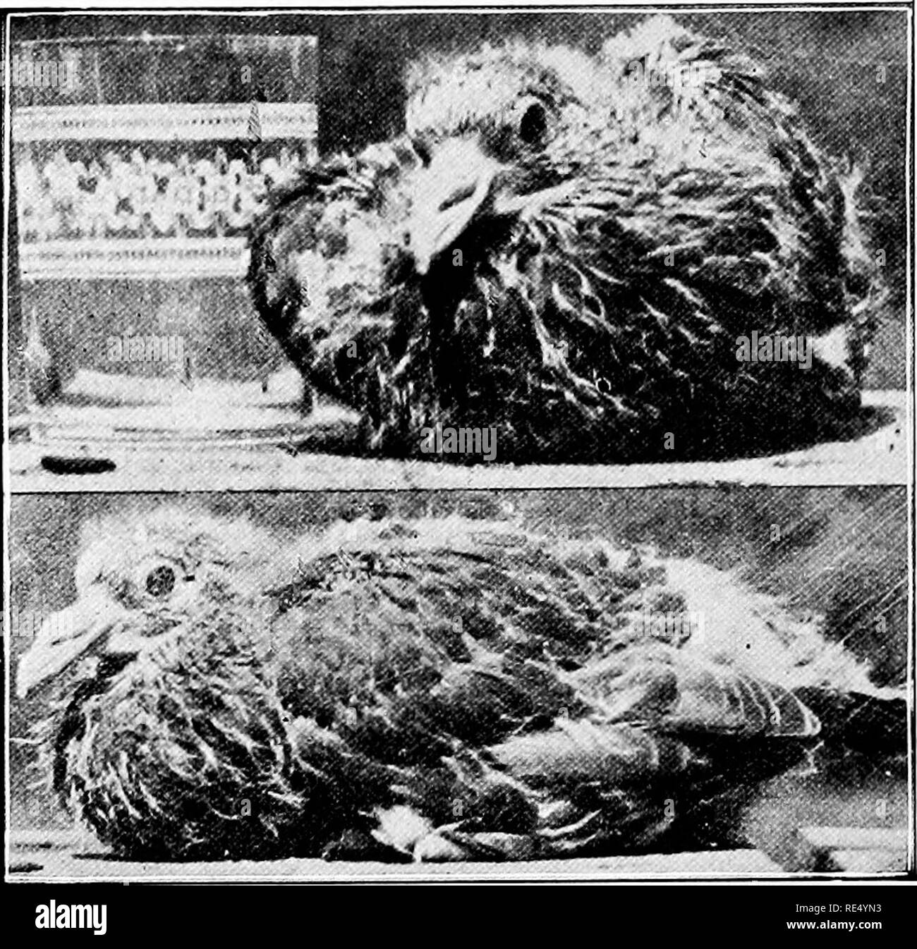. The national standard squab book. Pigeons. 370 APPENDIX G. PLYMOUTH ROCK CARNEAU SQUAB. Weight one pound, age three weeks. Two views of the same squab. In the upper picture the squab is compared with an ordinary glass tumbler, to show size. HOW MY BIRDS GET NESTING MA- TERIAL, by Harvey Drake. The usual way is to use crates to hold the material, but what the birds pull out and do dot want they throw or drop down until they find what they do want. I have found a way to overcome this. Take a box about one and one-half .feet deep, one foor wide and three or four feet long and put it under the w Stock Photo