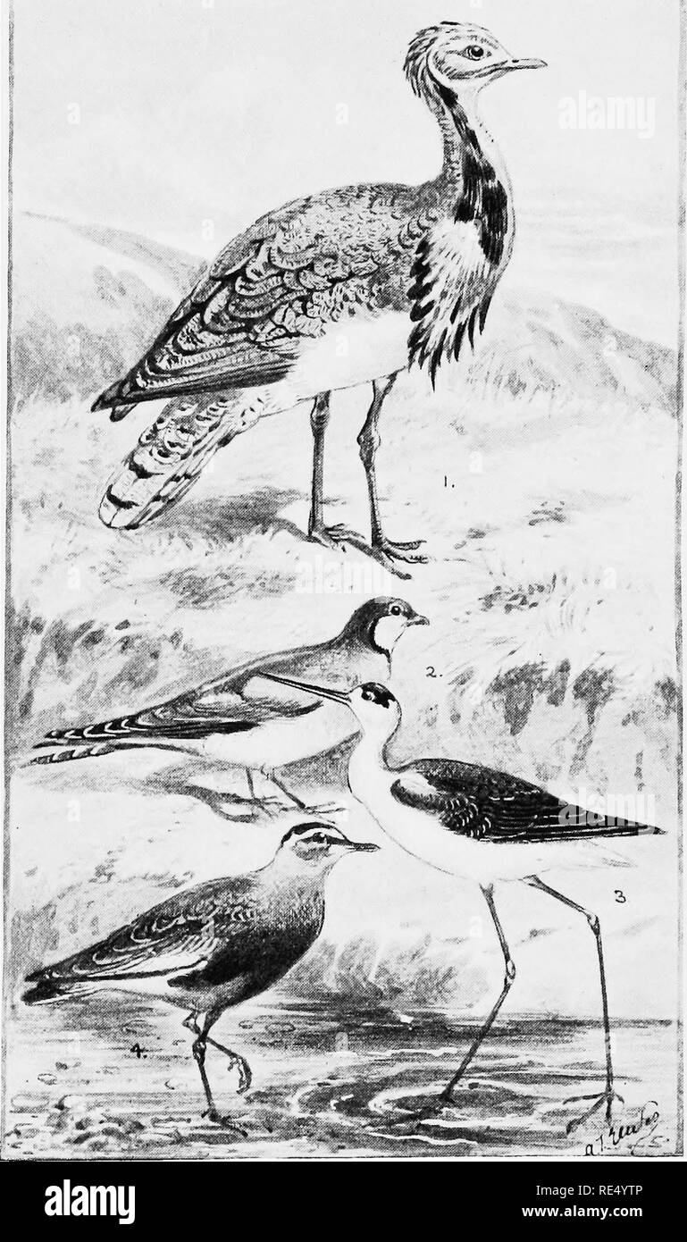 . The game birds and wild fowl of the British Islands; being a handbook for the naturalist and sportsman. Game and game-birds; Birds. T:7!^r:rr— --i. I. MACQUEEN S BUSTARD. 2 rOTMON IKAIINLOIL 3. KLACK-WlNGEn STILT. 4. SOCIABLE LAinVINi;.. Please note that these images are extracted from scanned page images that may have been digitally enhanced for readability - coloration and appearance of these illustrations may not perfectly resemble the original work.. Dixon, Charles, 1858-. London, Chapman and Hall Stock Photo