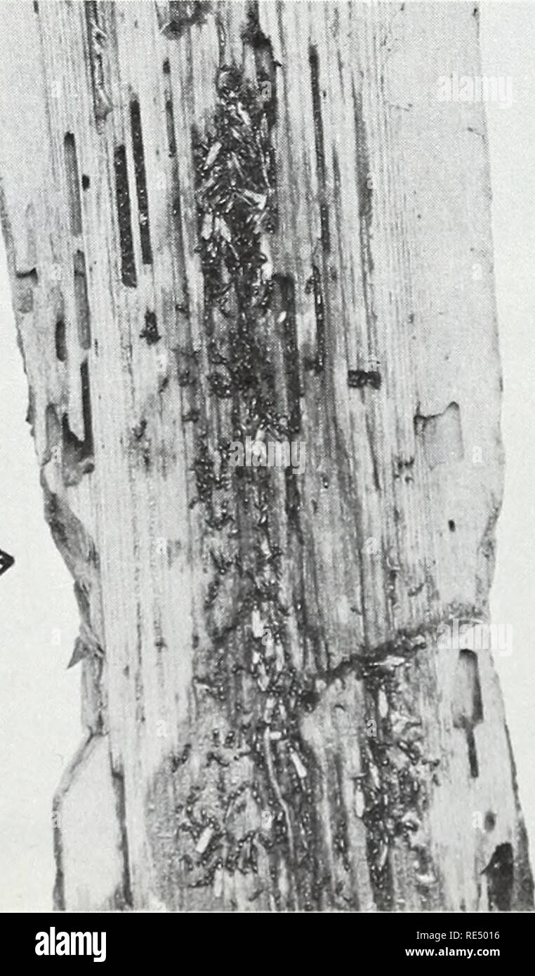 Log piles for insects hi-res stock photography and images - Alamy