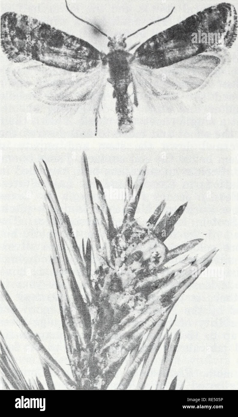 . Eastern forest insects. Forest insects. F-494206, 494207 Figure 143.—Adult and lar- vae of the Nantucket pine tip moth, Rhyacionia frus- trana. webs between buds, or between buds and needles; they feed in the buds. When a bud is consumed, the larva moves to another bud on the same or a different shoot. Eventually, the connective tissue of the tip is severed, and the damaged portion turns brown. The larva continues to feed within the shoot and bud. Once hav- ing consumed the bud, it bores down the center of the stem. The larval period lasts for 2 to 4 weeks. Toward the end of this period, the Stock Photo