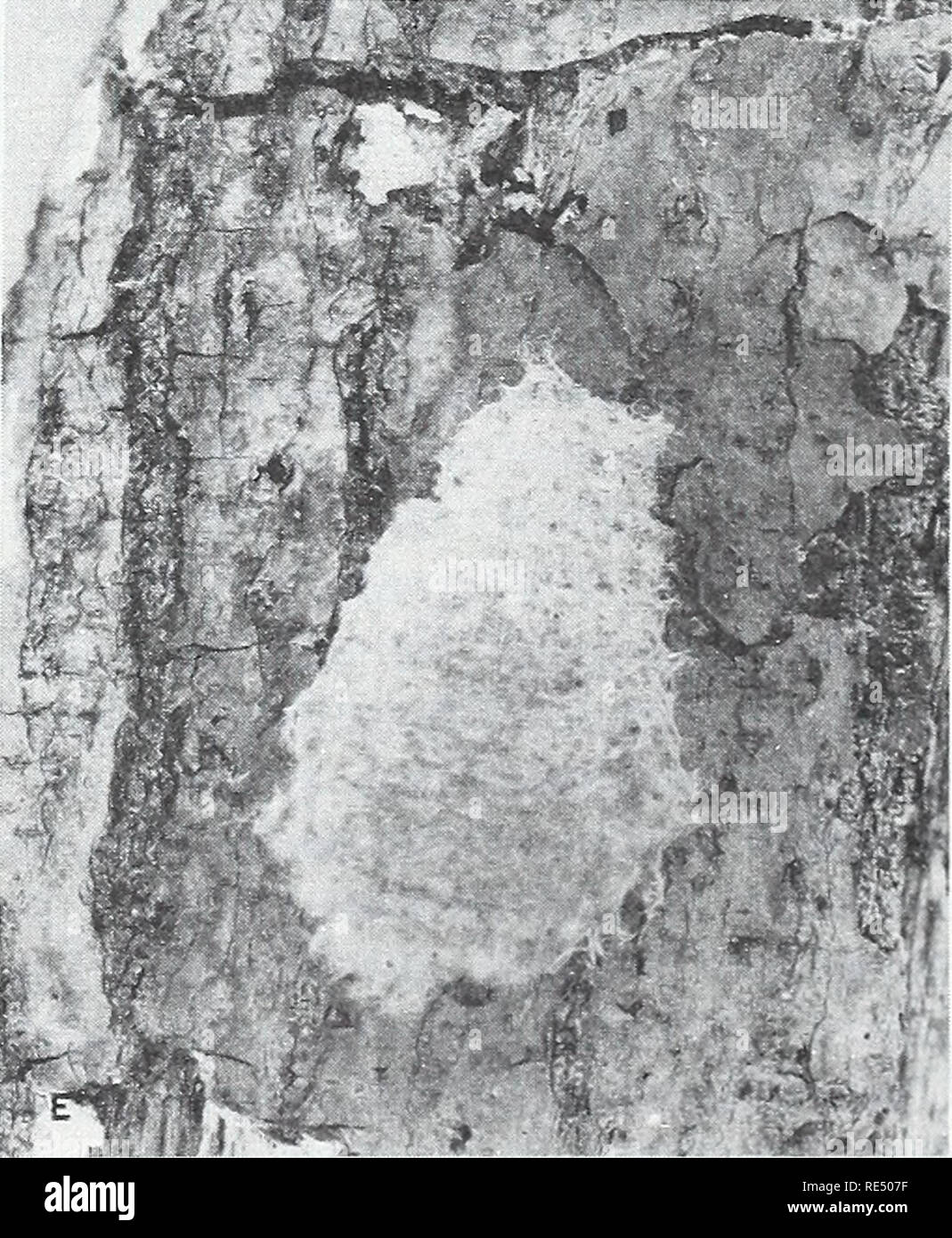 . Eastern forest insects. Forest insects. F-489191-5 Figure 123.—Life stages of the gypsy moth, Porthetria dispar: A, adult male moth; B, adult female moth; C, female pupa and cast larval skin; D, full-grown larva; E, egg mass laid on bark of a white oak tree. 321. Please note that these images are extracted from scanned page images that may have been digitally enhanced for readability - coloration and appearance of these illustrations may not perfectly resemble the original work.. Baker, Whiteford L. (Whiteford Lee), 1903-. Washington : U. S. Dept. of Agriculture, Forest Service ; for sale by Stock Photo