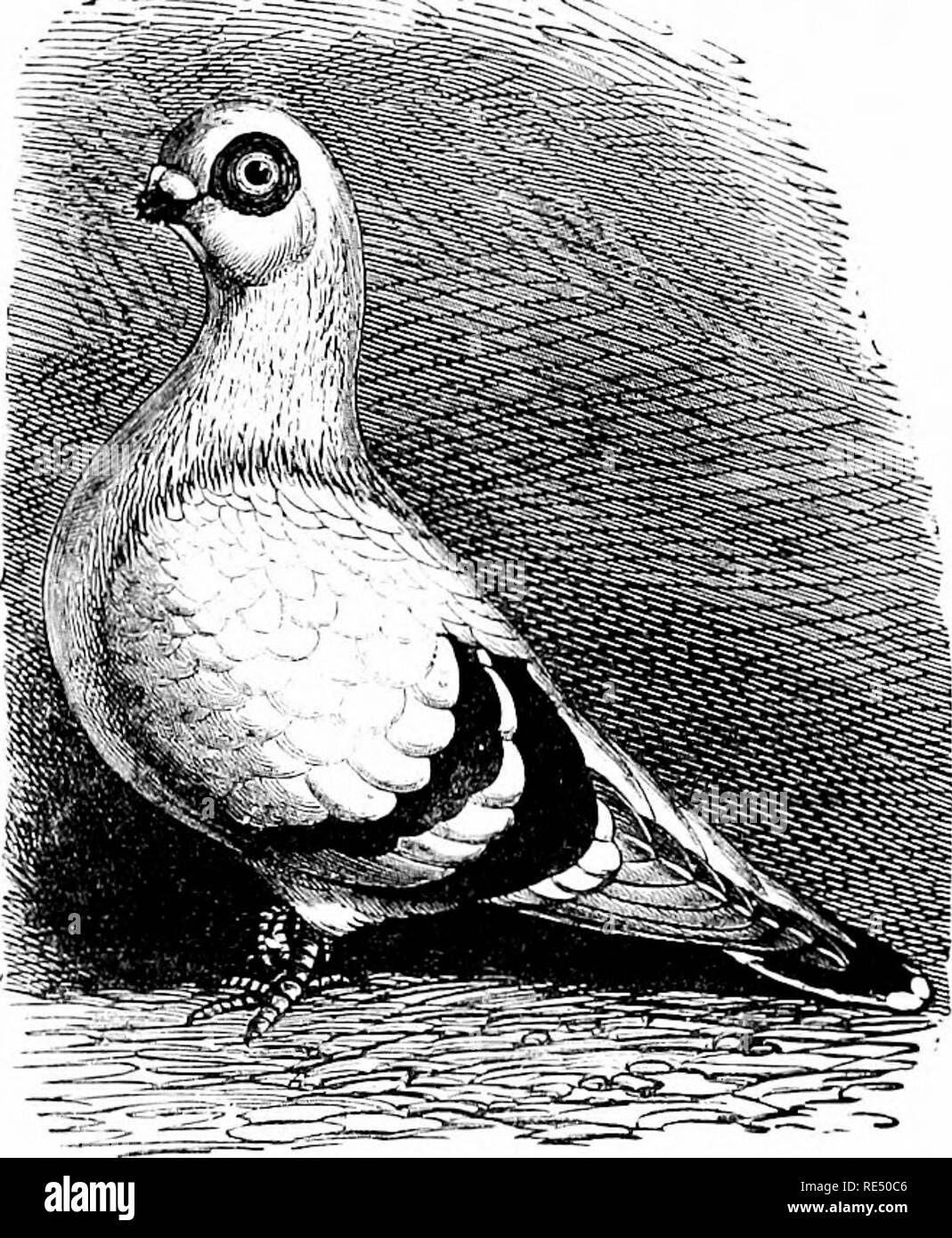 . The practical pigeon keeper. Pigeons. 196 THE PRACTICAL PIGEON KEEPER