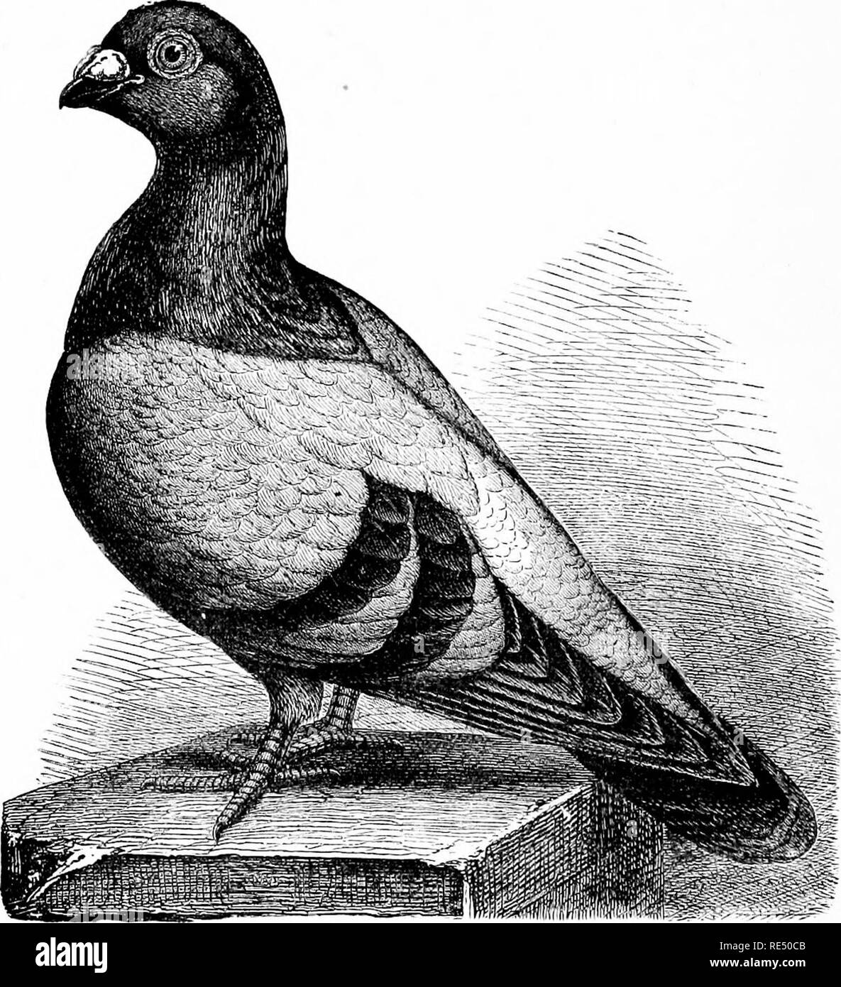 . The practical pigeon keeper. Pigeons. 194 THE PRACTICAL PIGEON KEEPER ...