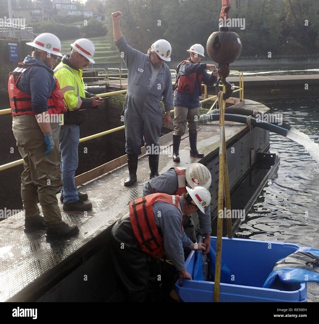 Maintenance workers and fish-rescue team members release a white sturgeon rescued from the bottom of the Hiram M. Chittenden Locks during the annual maintenance pump out November 10. Each year, Corps natural resource staff, fish biologists, scientists and volunteers go on a fish-rescue mission when the locks are drained. To ensure Endangered Species Act listed fish are safe, the team must capture, haul them out of the 50-foot deep chamber and release them. The team doesn’t limit its efforts to ESA listed species and this year the rescue included an estimated 100-pound sturgeon. Stock Photo
