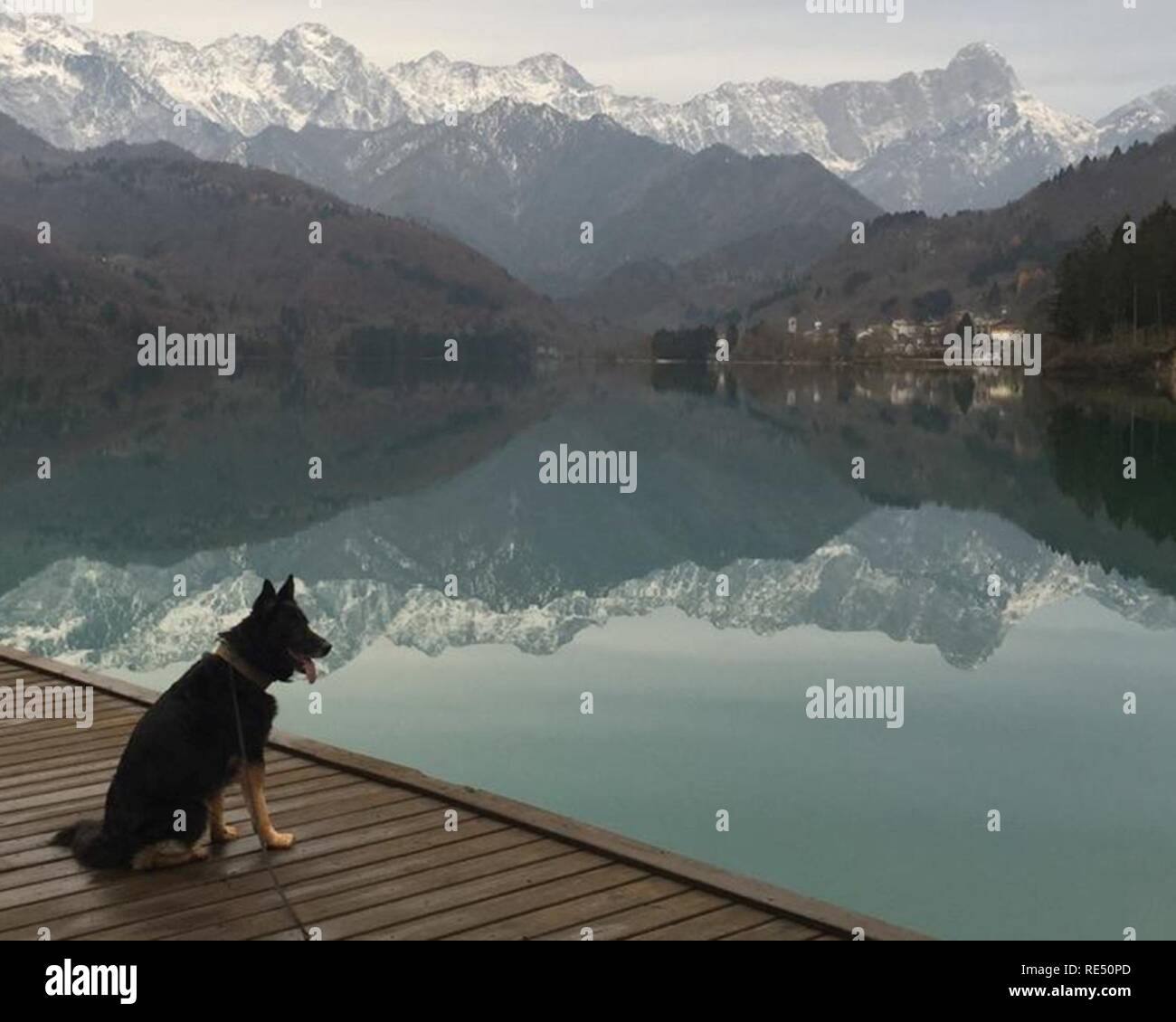 Military Working Dog Luc, 100th Security Forces Squadron, takes time out after working a mission in Croatia to enjoy the view of mountains near Aviano Air Base, Italy, in November 2015. His then-handler, Tech. Sgt. Roy Carter, 100th SFS MWD kennelmaster, explained that since the team drove to Aviano from Croatia, he wanted to let Luc have time to enjoy just being a dog for the day, and they spent time walking around the mountains, just being free and having no commands for the short time they were there. Stock Photo