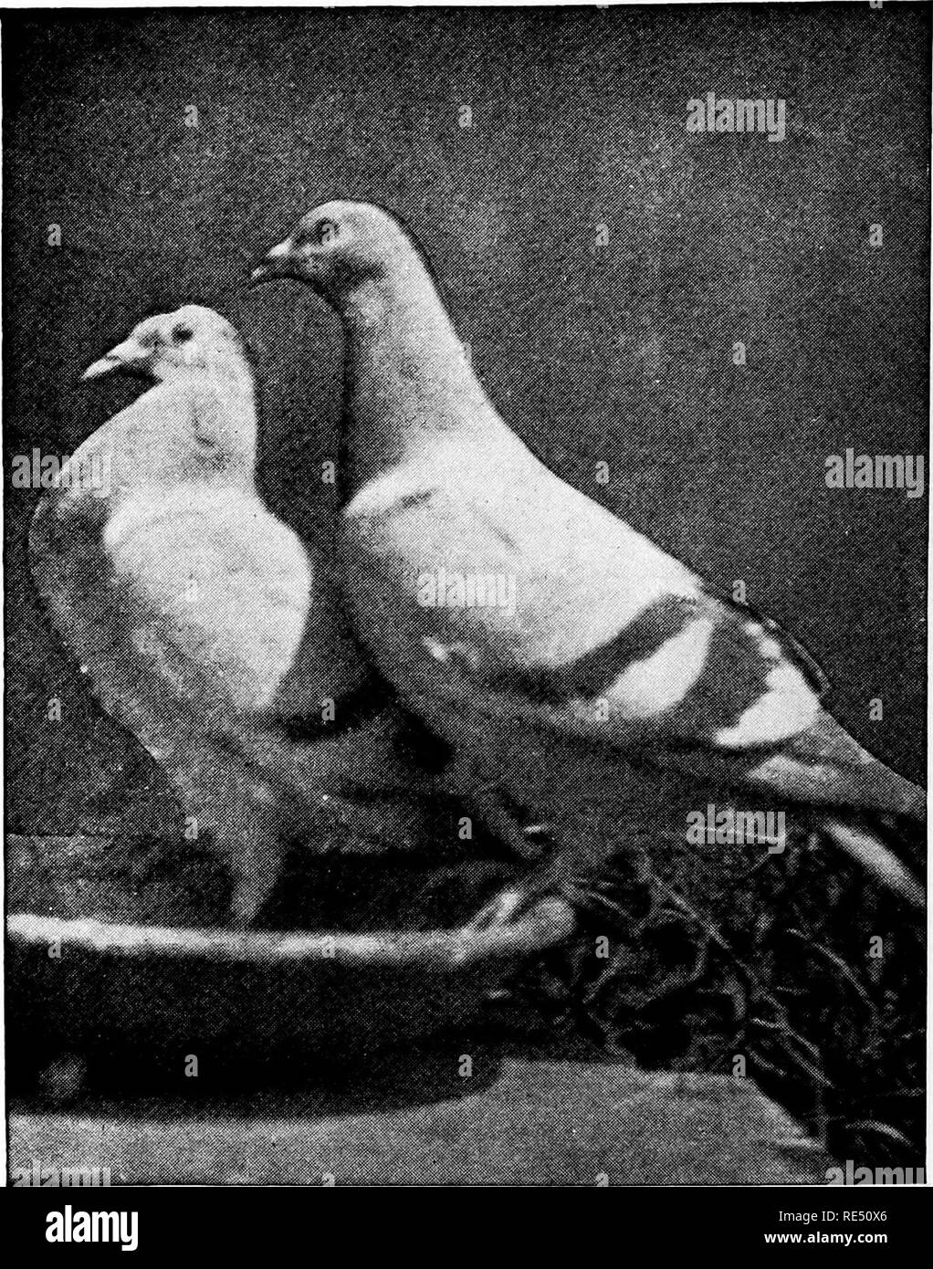 . The national standard squab book. Pigeons. KILLING AGE OF SQUABS A pair of Plymouth Rock Extra Homer squabs four weeks old in the neat, ready to be taken out and killed for market. They are in full feather at this age and frequently weigh as much or more than the parent birds but as soon as they get out of the nest and run around they train off thisf at and become lean. The cere on the bill of squabsis brown and tender and not hard and white as injthe case of the old birds. This is the quickest way to tell them^ from old pigeons, alive or killed. The squabs pictured here weighed one .Dound e Stock Photo