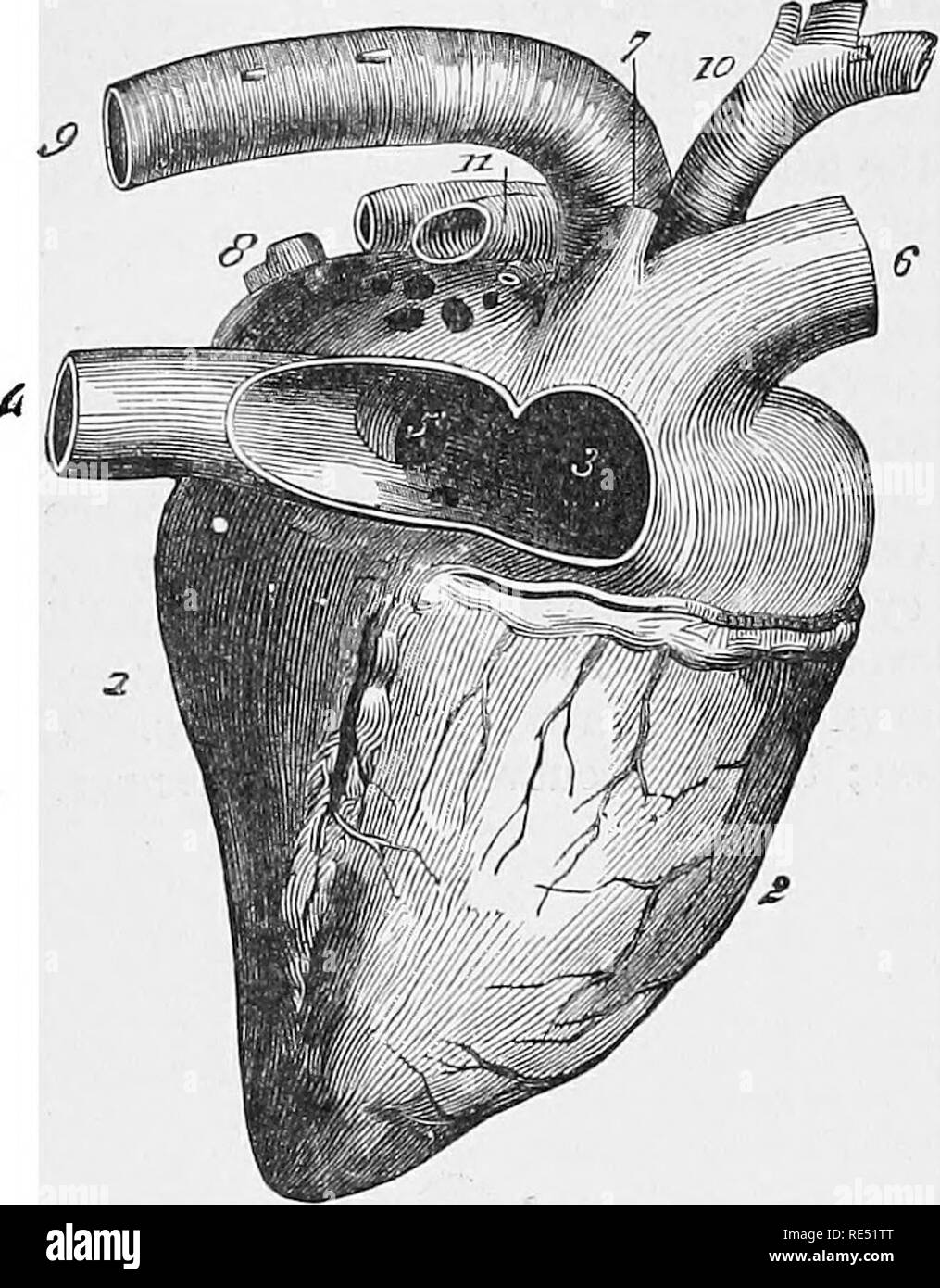 . The comparative anatomy of the domesticated animals. Veterinary anatomy. 916 EMBBYOLOGY. in the auricles; at a point corresponding to it, a septum is developed in their interior which remains incomplete during the whole of foetal life, being perforated by the foramen of Fig. 443. JBotal. With regard to the aortic bulb, it contracts and divides into two vessels, the aorta and pulmonary artery. The arteries are developed partly at the expense of the vessels of the primary circula- tion, and partly in the vascular lamina of the embryo. The heart, when it was only a simple cylindrical tube, pres Stock Photo