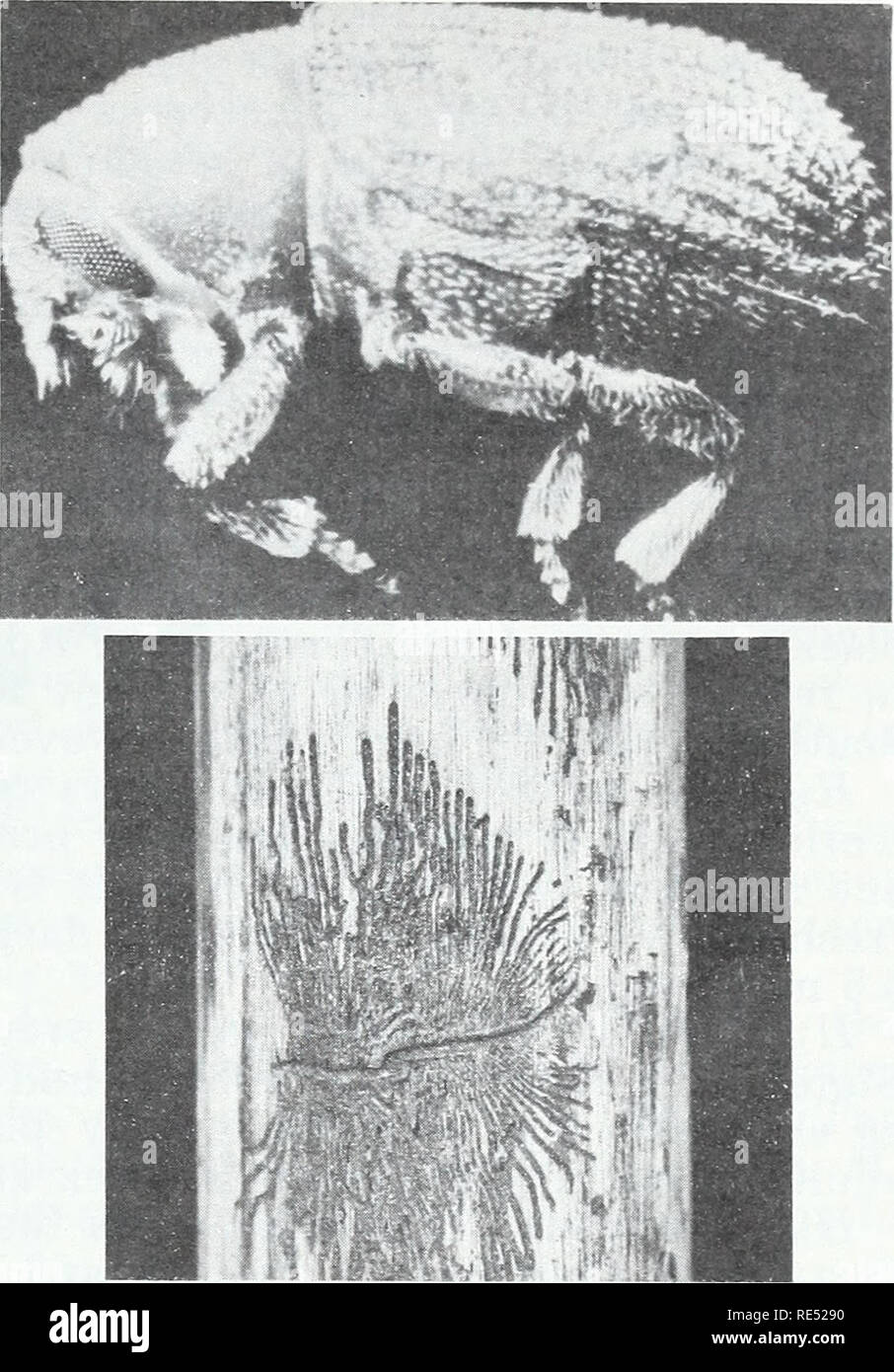 . Eastern forest insects. Forest insects. F-519939-40 Figure 93.—The native elm bark beetle, Hylurgopinus rufipes: top, adult; bottom, gallery pattern.. Winter is spent in the bark of elm trees in either the larval or adult stages. Overwintering adults emerge during May and fly to living trees and feed in the bark. Later they fly to dead and dying trees, broken limbs, or recently cut logs or limbs to breed. Usually, dying or fairly moist dead limbs at least 2 inches in diameter are selected. Entrance holes are made in bark crevices or under overhanging bark flakes and they penetrate directly t Stock Photo
