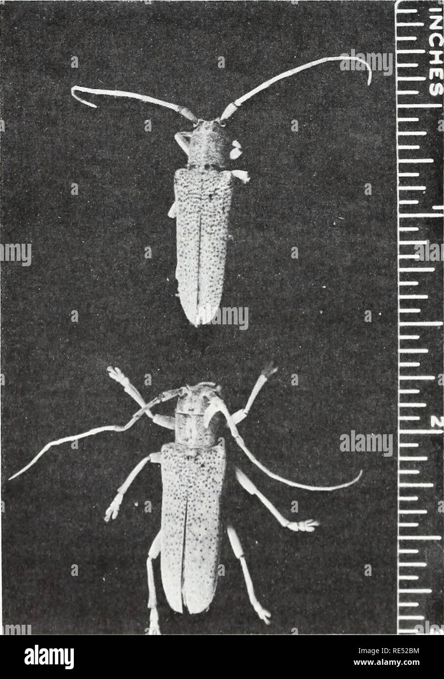 . Eastern forest insects. Forest insects. COURTESY OF DUKE UNIV. SCH. OF FOREST. Figure 59.—Adults of Neoclytus mucronatus.. F-519920 Figure 60.—Adults of the poplar borer, Saperda cal- carata. 186. Please note that these images are extracted from scanned page images that may have been digitally enhanced for readability - coloration and appearance of these illustrations may not perfectly resemble the original work.. Baker, Whiteford L. (Whiteford Lee), 1903-. Washington : U. S. Dept. of Agriculture, Forest Service ; for sale by the Supt. of Docs. , U. S. G. P. O Stock Photo