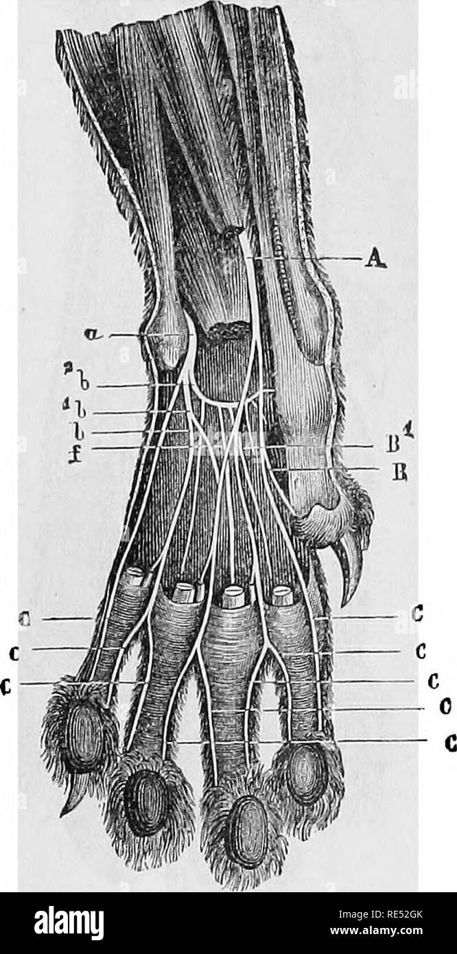 værksted Bliv sammenfiltret Foto Cat Paw Anatomy High Resolution Stock Photography and Images - Alamy