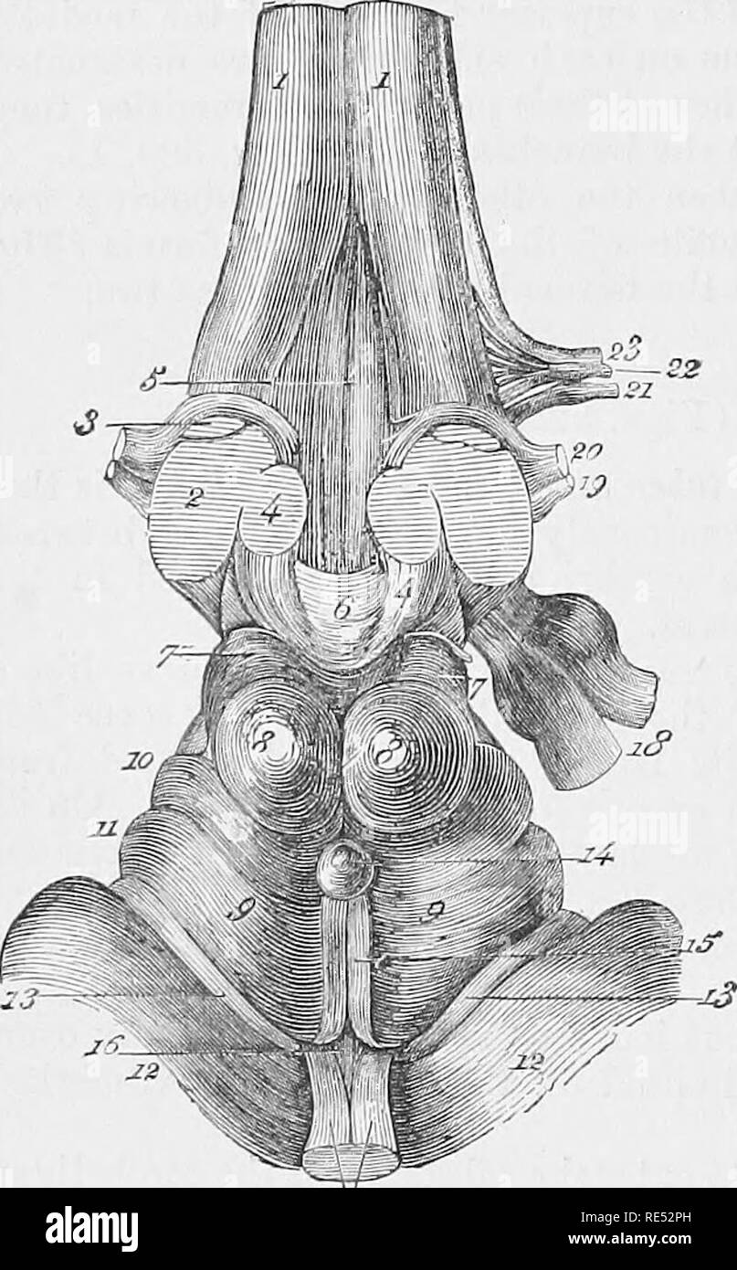 . The comparative anatomy of the domesticated animals. Veterinary anatomy. 678 THE CENTRAL AXIS OF THE NERVOUS SYSTEM. Vm. 323. fissureâthe interpeiluncidar, which bifurcates in front to circumscribe the mammillanj or pisiform tubercle {corpus albicans, hulbi fornicis) (Fig. 327, 18): a small, single, and rounded elevation of a white colour, like the peduncles, covered by the pituitary gland, whose root is represented by the tuber cinereum, and is situated in front of this body. Behind, the crura cerebri are limited by the anterior border of the pons Varolii. In front, they are circumscribed b Stock Photo