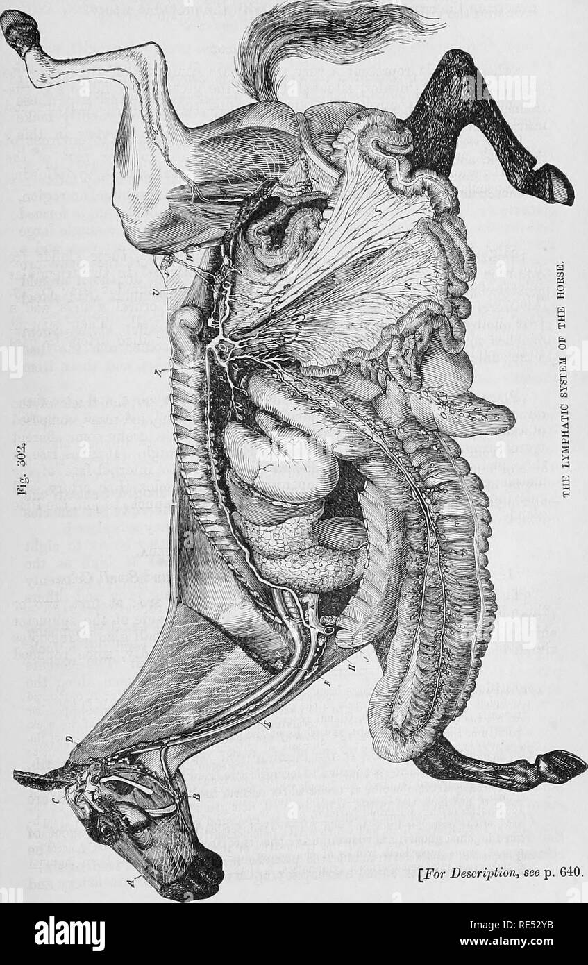 . The comparative anatomy of the domesticated animals. Veterinary anatomy. AFFLUENTS OF THE THORACIC DUCT. 639. [For Description, see p, 640,. Please note that these images are extracted from scanned page images that may have been digitally enhanced for readability - coloration and appearance of these illustrations may not perfectly resemble the original work.. Chauveau, A. (Auguste), 1827-1917; Arloing, S. (Saturnin), 1846-1911; Fleming, George, 1833-1901. tr. New York, D. Appleton and Company Stock Photo