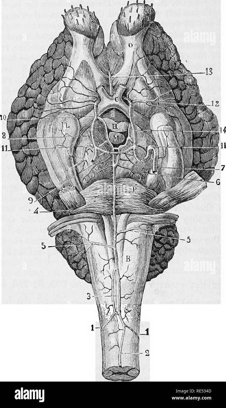 . The comparative anatomy of the domesticated animals. Veterinary anatomy. 580 THE AETEBIES. constitutes the posterior communicating artery ; the other soon bifurcates to form the middle and anterior cerebral arteries. Fig. 285.. ABTBRIES OP THE BEAIK. B, Medulla oblongata; p, Pons Varolii; L, Mastoid lobule; 0, Olfactory lobule; c, Chiasma of the optic nerves ; M, Mamillary, or pisiform tubercle; H, Pituitary gland; three-fourths have been excised.—1, 1, Cerebro-spinal arteries; 2, Median spinal artery; 3, Lozenge-shaped anastomosis of the two cerebro-spinal arteries, from which result, in fr Stock Photo