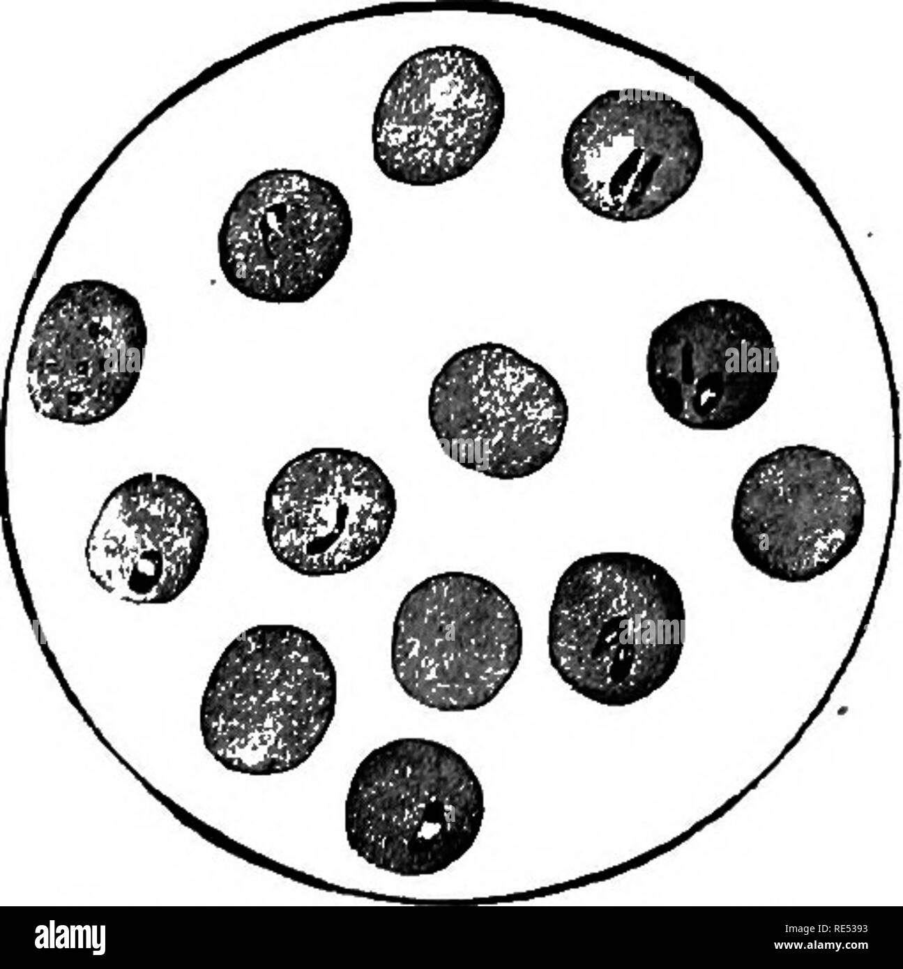 . Special pathology and therapeutics of the diseases of domestic ...