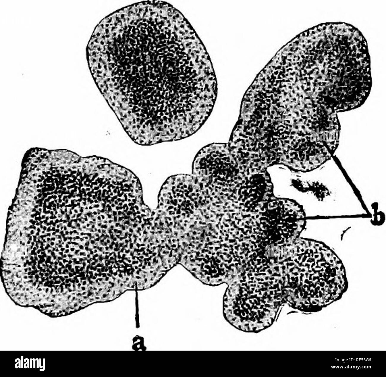. Special pathology and therapeutics of the diseases of domestic ...
