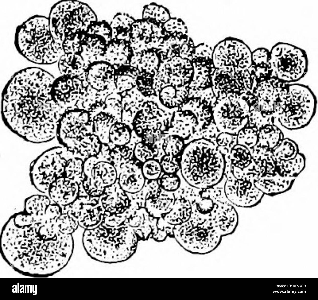 Fistulae Black and White Stock Photos & Images - Alamy