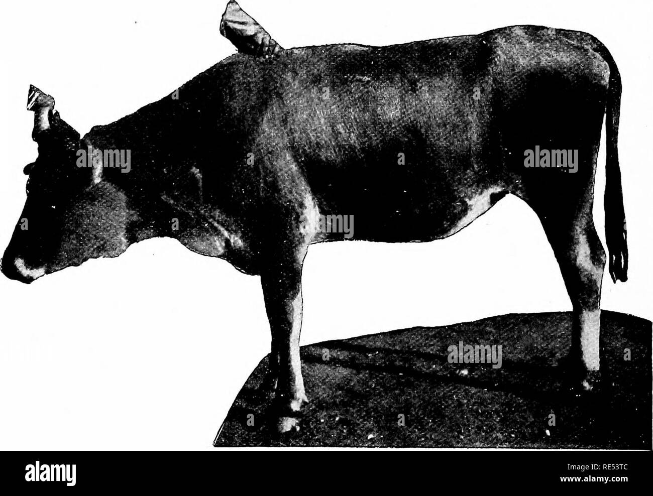 . Special pathology and therapeutics of the diseases of domestic animals. Veterinary medicine. 556 Tuberculosis. of the mammar^r gland. These tumors are usiially only sliglitly movable, ronnd or oval in form, the very large ones usually nodulated, lirm, painless and not adherent to the overlying skin (Fig. 86 and 87). In calves they may be elastic and fluctuating, if incised they evacuate a white creamy pus. In rare cases in- flammatory processes develop in and around these tumors caus- ing them to adhere to the overlying skin, rupture and discharge their contents outwards. There then remains  Stock Photo