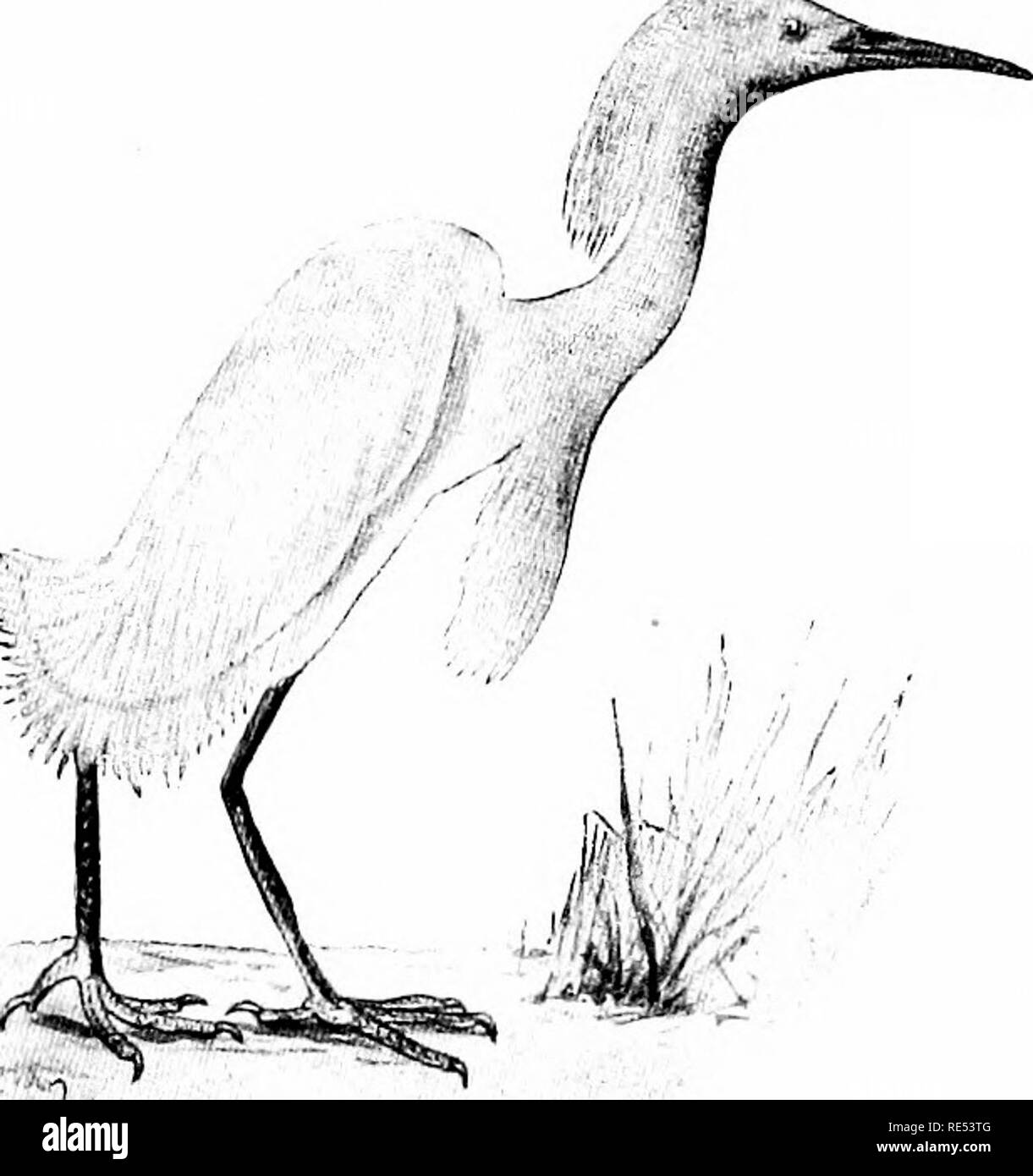. The birds of eastern North America known to occur east of the nineteenth meridian ... Birds. General plumage, white; ends of prima- ries, not tinged with slaty Mue; legs, black; feet, yellow. Ardea i'.nniUdh&gt;:rm(i. Snowy Heron. Snowy Egret. See No. ir)4. Lonislnnn Heron. B.ack, ashy gray; primaries, slaty gray; belly and sides, white. Anlen tricolor nifirullis. Louisiana Heron. See No. 1.50.. Please note that these images are extracted from scanned page images that may have been digitally enhanced for readability - coloration and appearance of these illustrations may not perfectly resembl Stock Photo
