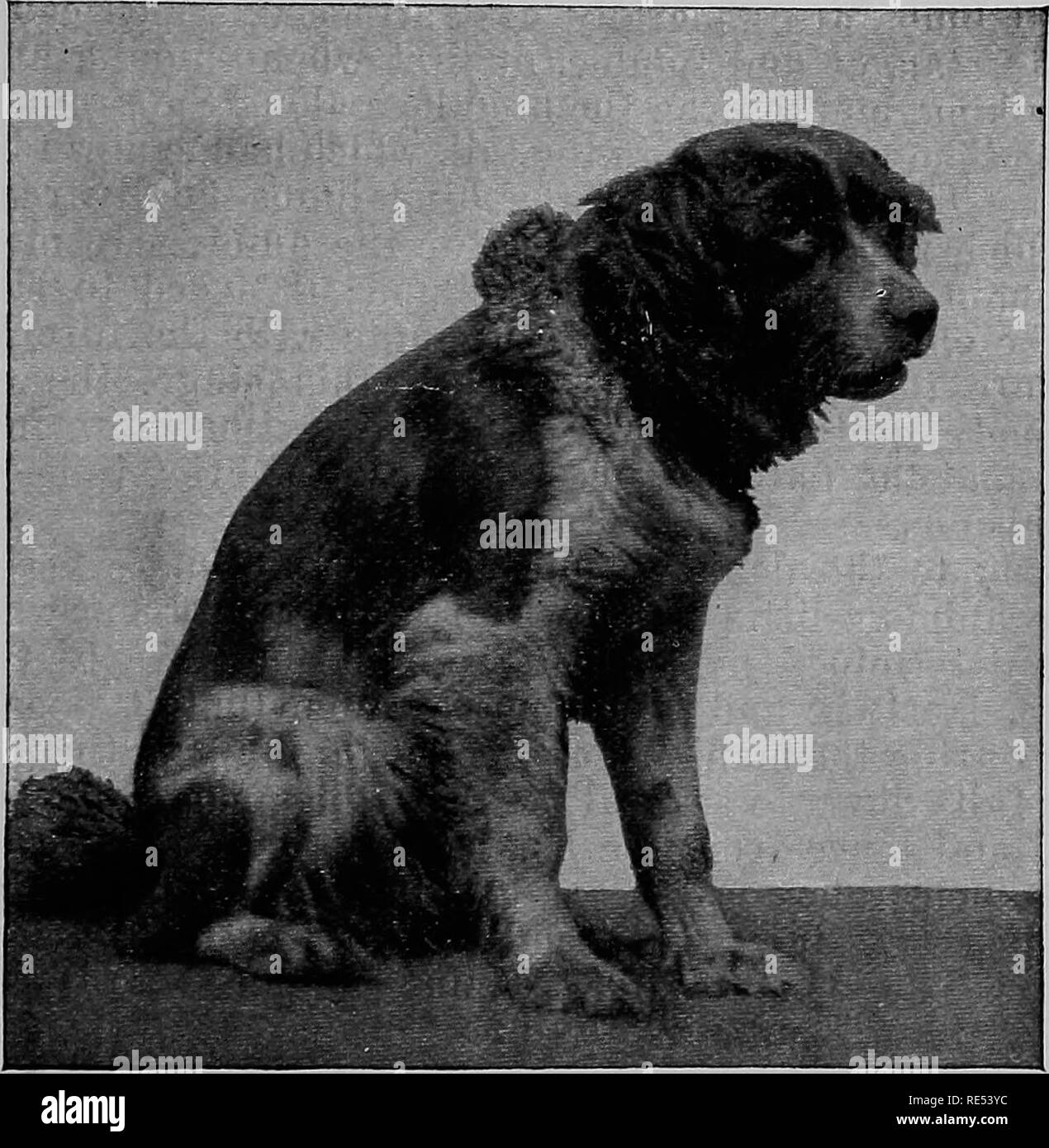 Special pathology and therapeutics of the diseases of domestic animals. Veterinary medicine. Rabies in Dogs. 477 attacks of suffocation and even a rabies paroxysm by reflex action from the mucous membrane Special pathology and therapeutics of the diseases of domestic animals. Veterinary medicine. Rabies in Dogs. 477 attacks of suffocation and even a rabies paroxysm by reflex action from the mucous membrane