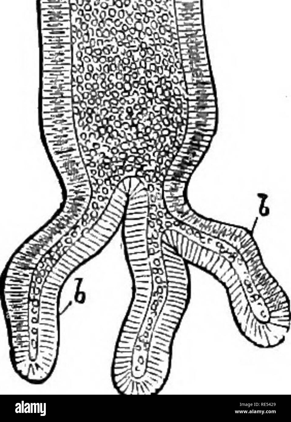 Cylinder epithelium hires stock photography and images Alamy