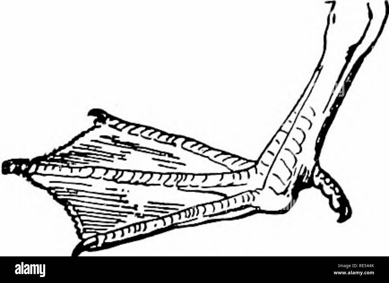 . The birds of eastern North America known to occur east of the nineteenth meridian ... Birds. * Group 2. Wing, from 8.50 to 12 inches long. Section 1. Bill, narrow, with tooth=like serrations. Distaueo fioiu uostril to tip of bill, less than 1.50 ; lieud aud neck, greenish black; uuderparts, creamy white, tiuged with sahnou color; feet, i-ed (inale). Merganser americann. American Merganser. Sheldrake. See No. 86. Distance from uostril to tip of bill, less than 1.50 ; head, rufous brown ; upper tliroat, white ; feet, orange red (female). Merganser americaiia. American flerganser. Sheldrake. tj Stock Photo