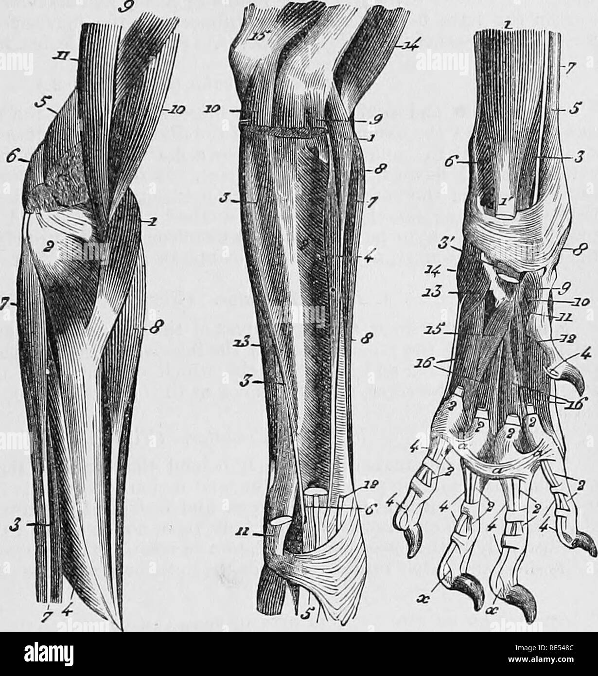 . The comparative anatomy of the domesticated animals. Veterinary anatomy. MUSCLES OF TSE ANTERIOR LIMBS. Fig. 125. B. C. 273. MtrSOLES OP THE POEE-AEM AND PAW OF THE DOS. A. Anterior superficial region.—1, Short flexor of the fore-arm (anterior brachial); 2, Long flexor of the fore-arm (bi-achial biceps); 3, Anconeus ; 4, Round pronator; 5, Anterior extensor of the metacarpus (exterual radial); 6, Its tendon of inser- tion, destined for the fourth metacarpal bone; 7, That which goes to the third; 8, External oblique of the metacarpus (long abductor and short extensor of the thumb) ; 9, Common Stock Photo