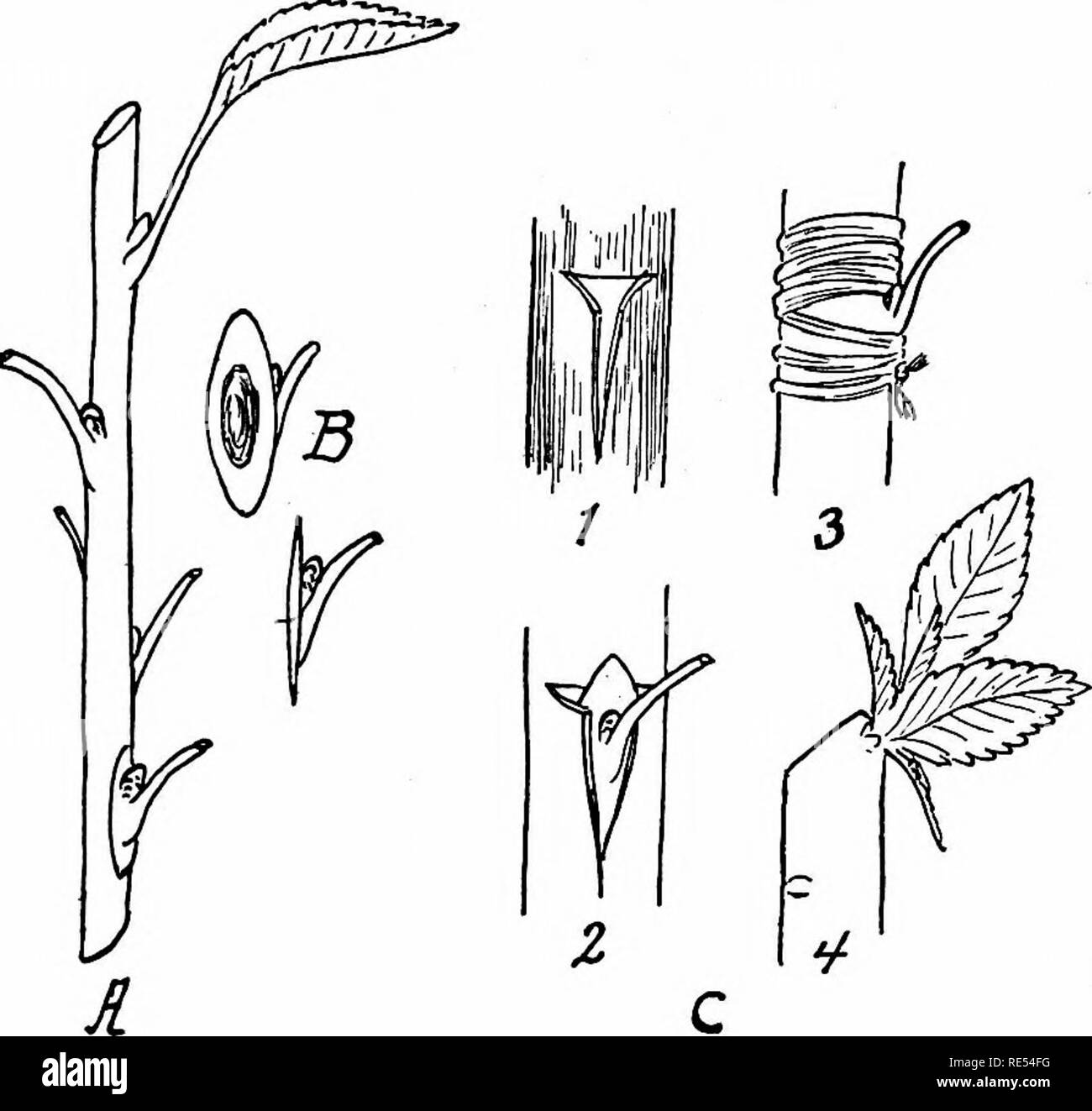 . Nature-study; a manual for teachers and students. Nature study. THE SCHOOL GARDEN 291 slightly exposed. Tie with soft twine or rafEa to hold the bud in place. After about two weeks the bud will be at- tached, and the binding should be cut to prevent the stran- gUng of the stock. In the next season, when the bud has be-. FiG. 105. Budding. A. Bud-stick with buds. B. Buds cut out of stick, C I. Bark of stock slit open. C 2. Bud partly inserted under bark of stock. 3. Bark of stock tied over bud. 4. Stock cut off after bud has grown. gun to develop,»cut off the stock just above the inserted bud Stock Photo