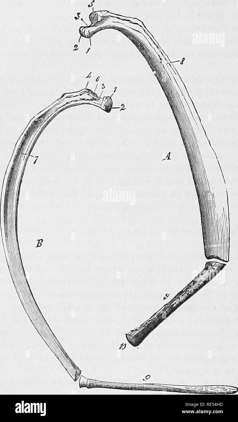 . The comparative anatomy of the domesticated animals. Veterinary