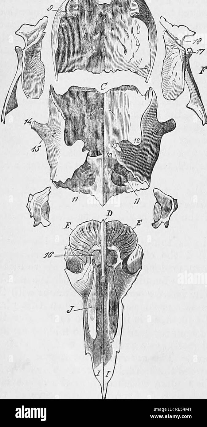 . The comparative anatomy of the domesticated animals. Veterinary anatomy. tuberosities placed on each side of the perpendiciilar lamina, and offering for study a middle portion, a base, and a summit. Bach of these is formed by an assemblage of numerous, extremely thin, osseous plates, curved into small and very fragile convolutions. These, elongated from above to below, become longer as they are more anterior; they are attached by their superior extremities to the transverse plate which separates the cranium from the nasal cavities, and by one of their borders to a thin leaf of bone which env Stock Photo