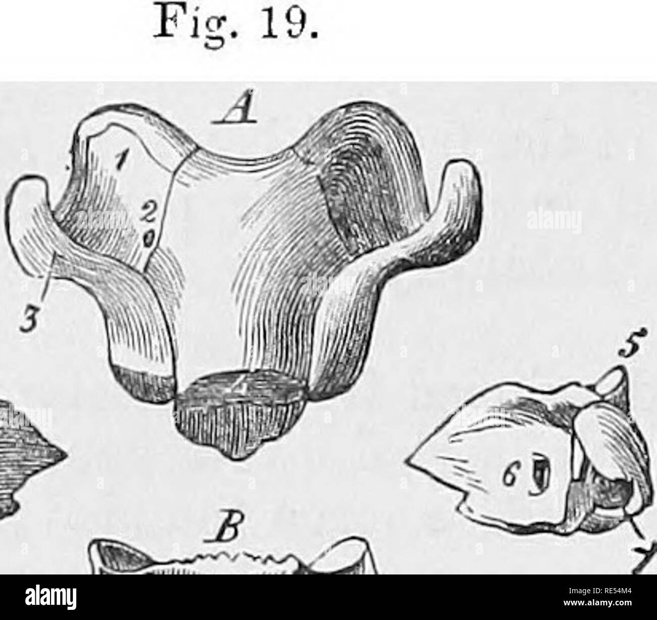 . The comparative anatomy of the domesticated animals. Veterinary anatomy. 38 TBM BONES.. tuberosities placed on each side of the perpendiciilar lamina, and offering for study a middle portion, a base, and a summit. Bach of these is formed by an assemblage of numerous, extremely thin, osseous plates, curved into small and very fragile convolutions. These, elongated from above to below, become longer as they are more anterior; they are attached by their superior extremities to the transverse plate which separates the cranium from the nasal cavities, and by one of their borders to a thin leaf of Stock Photo