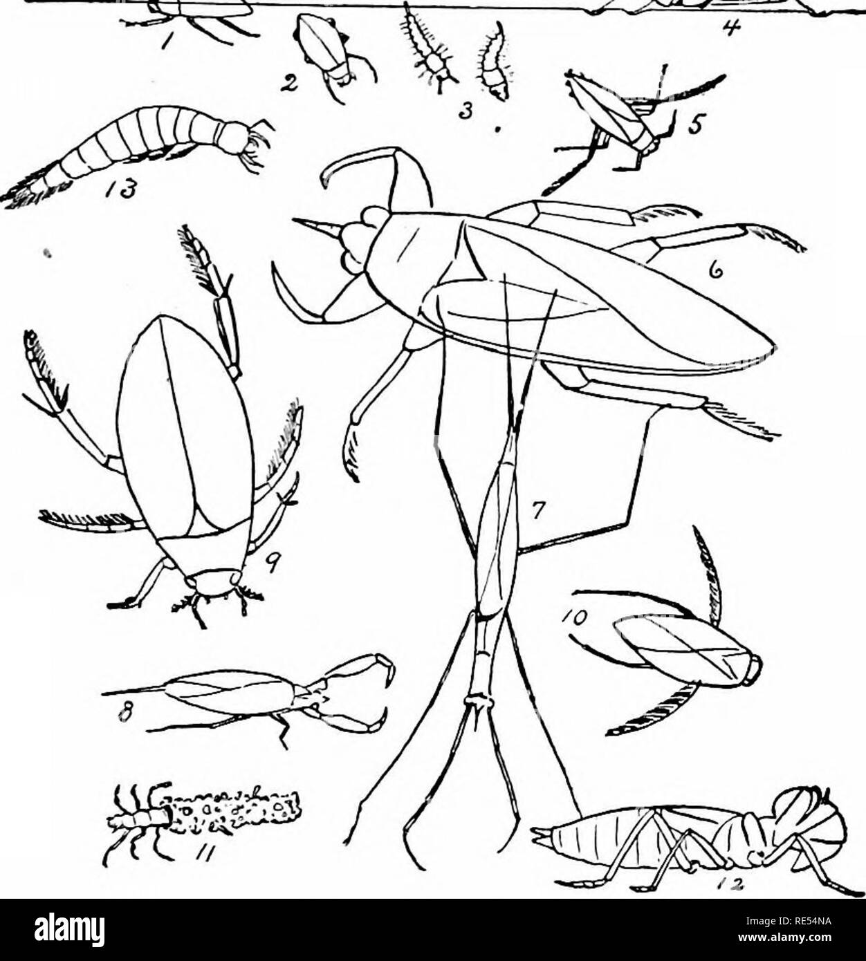 . Nature-study; a manual for teachers and students. Nature study. TYPICAL INSECTS 191 The lower lip (second pair of maxillae) is generally folded like a mask over the lower part of the face, but it can be suddenly shot out to seize mosquito &quot;wrigglers&quot; and other ^^^ ^^^. r. Whirling-beetle . 2. Diving-beeOe. 3. Mosquito 'W'rigg^lers. 4. Water-strider, Fig. 50. Some Aquatic Insects. 5. Back-swimmer. 6. &quot;Electric-light&quot; Bu^'. 7. Long-bodied Water-scorpion. ?. Short Water-scorpion. 9. Water Scavenger-beetle. 10. Water Boatman. 11. Caddis-worm. 12. Dragon-fly Larva. 13. Larva o Stock Photo
