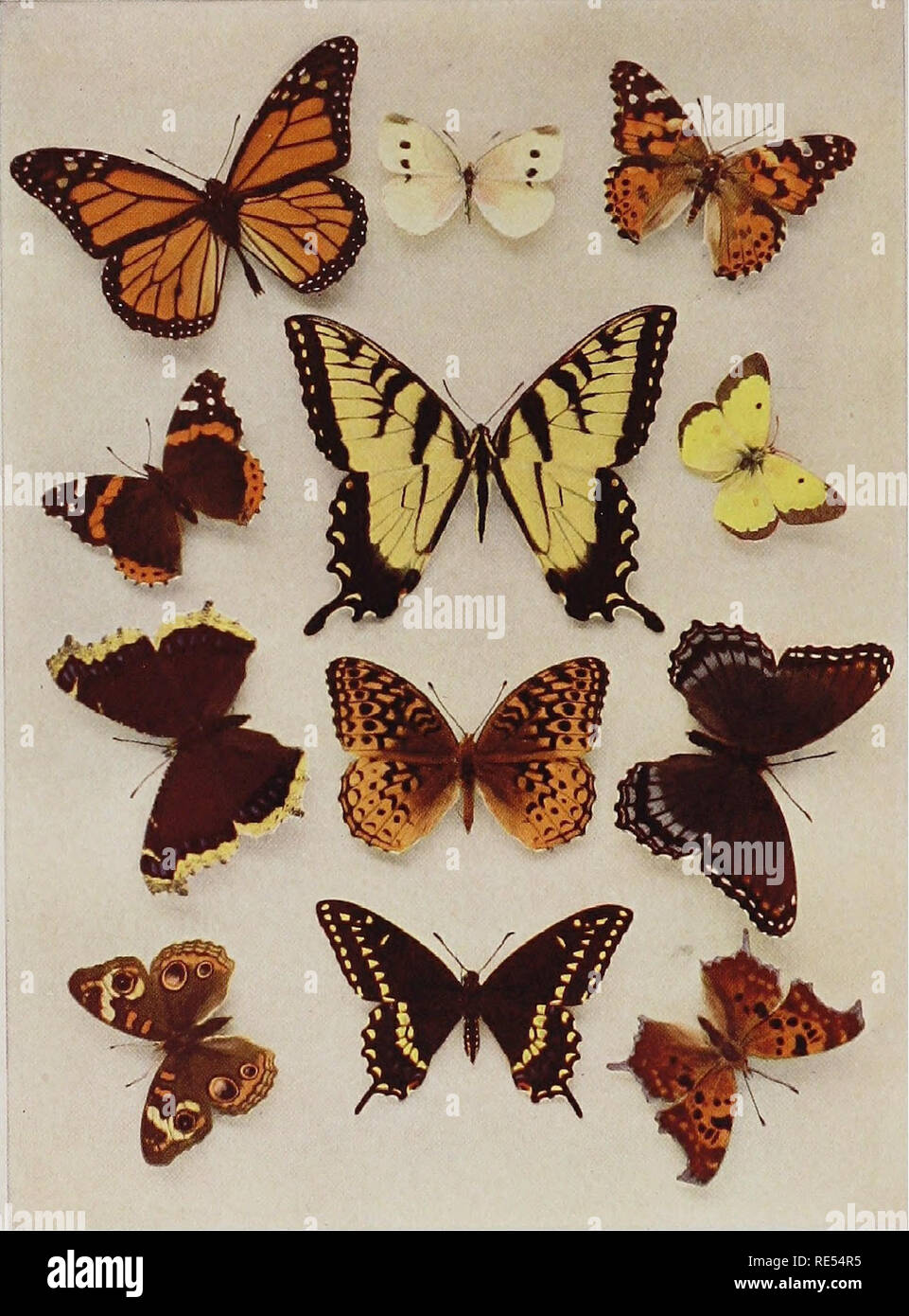 . Nature-study; a manual for teachers and students. Nature study. Monarch, S yhiL&gt;su&gt; ^/Â£.X!/yitS. Red admiral, .-^ r.niir^s.i iila.'a'!la. Mnuming cloak, .^ Buckeve. V Cahbagp butterfly, V TigtT swallow-tail, ^â ^: Papilio ,i,'/.nu:iis tiiruus. Great spangled fritillary, cS Black swallow-tail, cf Cnsmopolitan, ^ r,incssa c.trdiiL Roadside butterfly, c/ Jiinyjiiiis philodicc. Red-spotted purple, 9 tHruni specimens r lined by the Childretrs Museum, Brooklyn.) Molet-tip, &lt;j. Please note that these images are extracted from scanned page images that may have been digitally enhanced for r Stock Photo