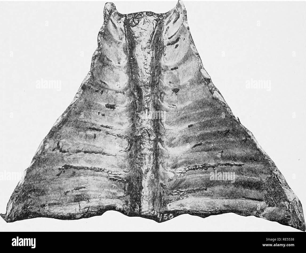 Staggering Gait High Resolution Stock Photography And Images Alamy