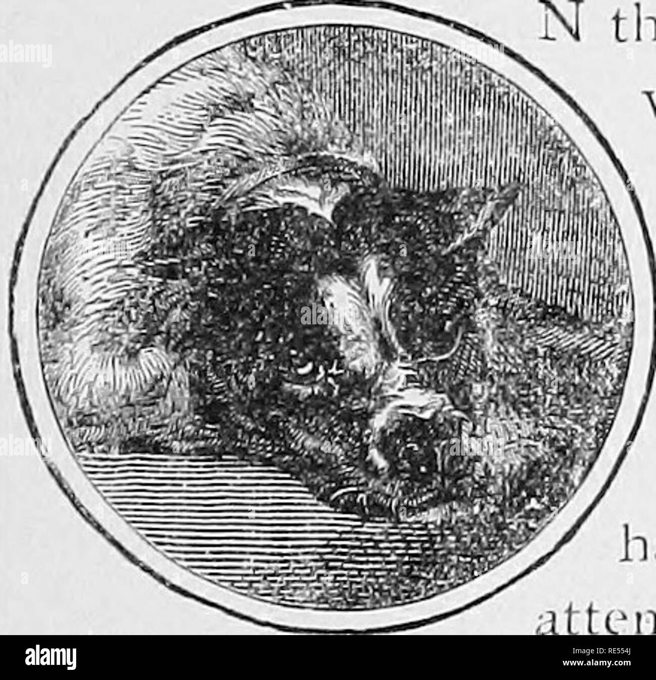 . The homœopathic veterinary doctor, giving the history, means of prevention, and symptoms of all diseases of the horse, ox, sheep, hog, dog, cat, poultry and birds, and the most approved methods of treatment. Veterinary medicine. PART V. THE DOG AND HIS DISEASES. , INTRODUCTION.. ORIGIN AND TRAITS. N the origin of the dog scientific men have differed widely. By some he has been declared a de= scendant of the wolf, and b}' others of the fox or jackal, and points of resemblance, such as cranial development, period of gestation, peculiarity of the eyes or carriage of the tail, have been cited in Stock Photo