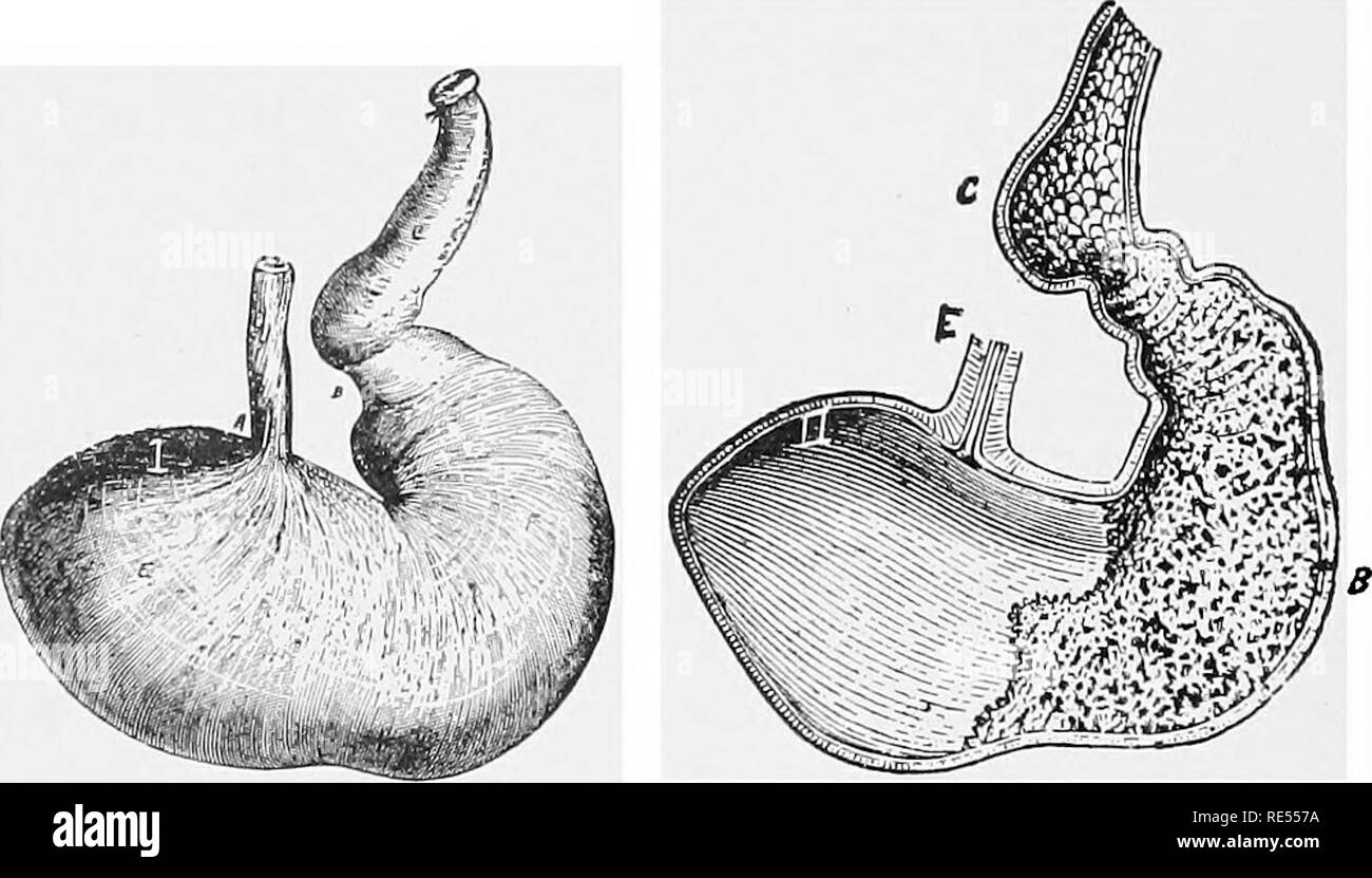 Swallowing saliva hi-res stock photography and images - Alamy