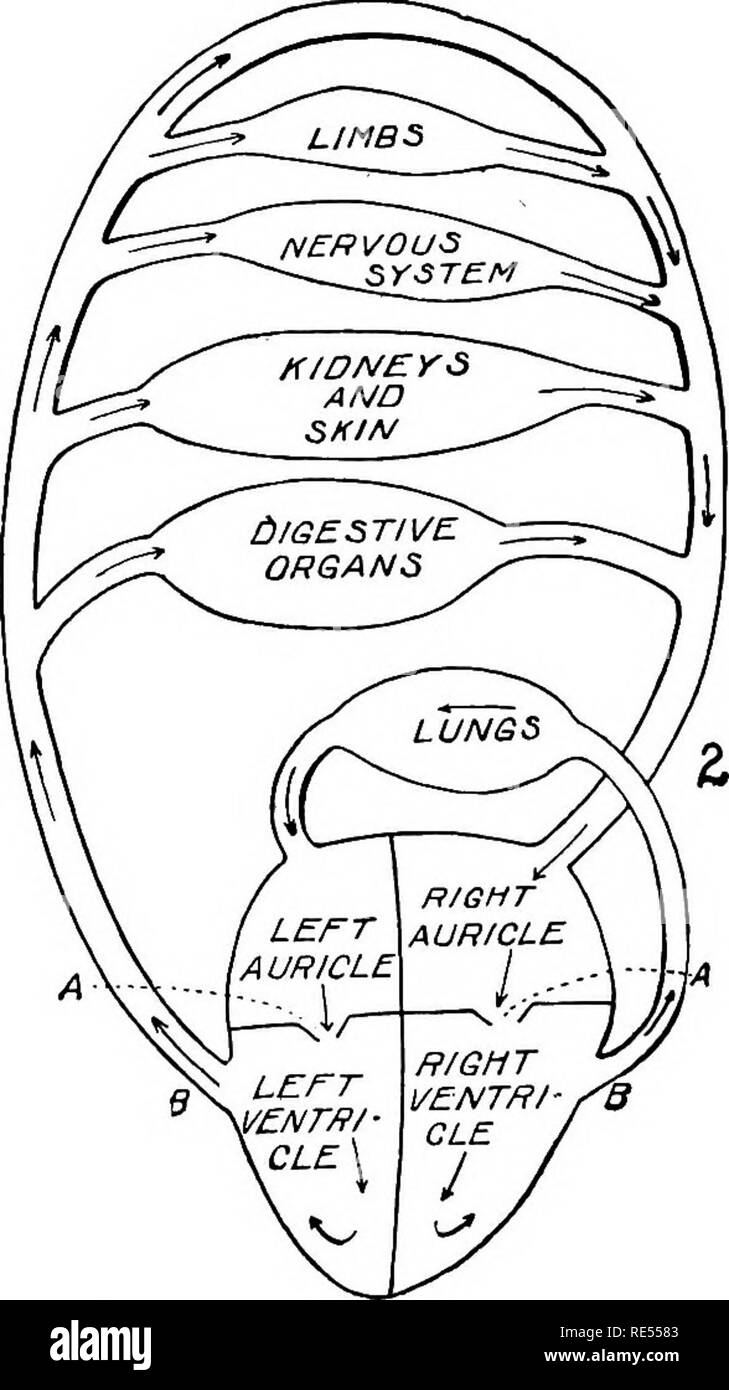 . Veterinary studies for agricultural students. Veterinary medicine. Fig. 24.—Circulation. Diagrammatic. 1. Heart and Blood Vessels. A, Heart; B, pericardium; C, anterior vena cava; D, posterior vena cava; E, anterior aorta; F, posterior aorta. 2. The Circulation in Diagram. A, A, auricle-ventricle valves; B, B, semilunar valves. ages about nine pounds. The heart contains four cavities which are easily seen when it is cut open. The two located at the base are called auricles; and the two at the apex, ventricles. The auricles are much alike; as are also the ventricles, except that the left vent Stock Photo