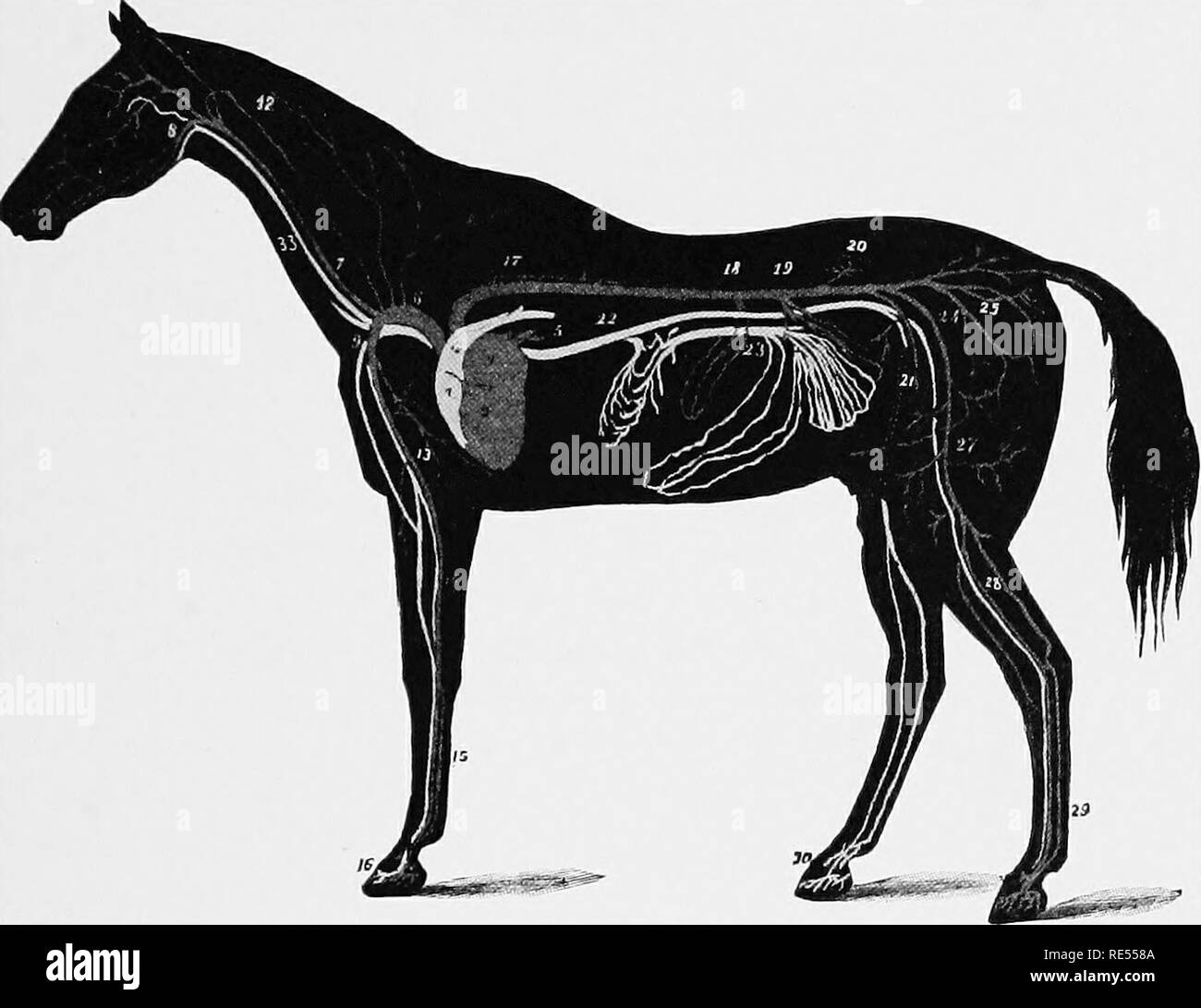 . Veterinary studies for agricultural students. Veterinary medicine ...
