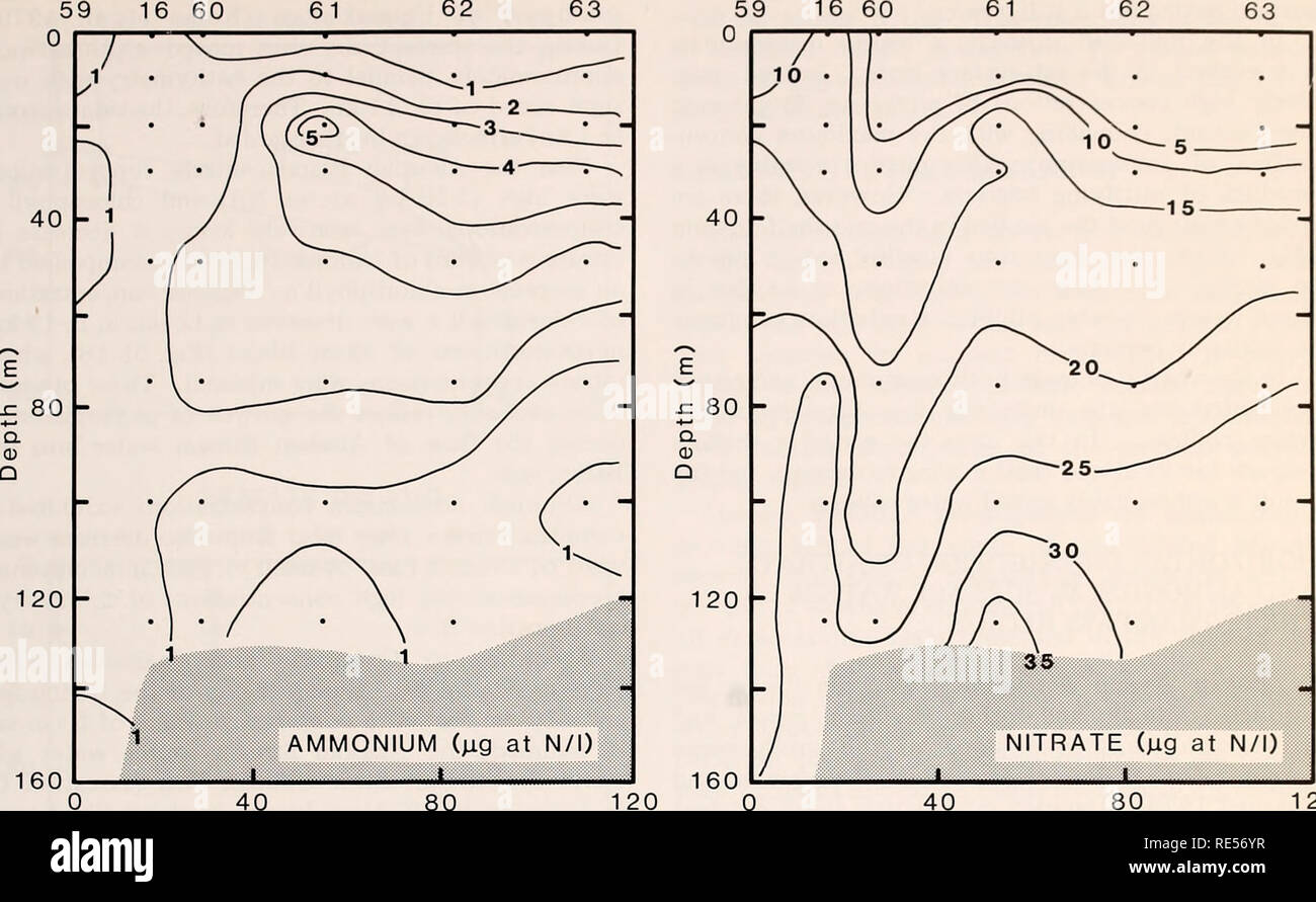 . The Eastern Bering Sea Shelf : oceanography and resources / edited by Donald W. Hood and John A. Calder. Oceanography Bering Sea.. Nutrient distributions and dynamics 985 Station 59 16 60 61 Station 59 16 60. 40 80 Distance (km) 40 80 Distance (km) 120 Figure 58-10. Distribution of nitrate and ammonium (idg atoms N/1) in outer Bristol Bay south of the Pribilof Islands along a northern transect extending from 55Â°26.0'N-168Â°10.1'W to 56Â°15.4'N-167Â°13.0'W (Acona cruise 242, 13-28 May 1977). 8 1 1 1 1 1 7   Open symbol: Shelf Stat on . ( 6 h â¢ Closed symbol: + July Deep Stat 1971 on - 4&lt; Stock Photo
