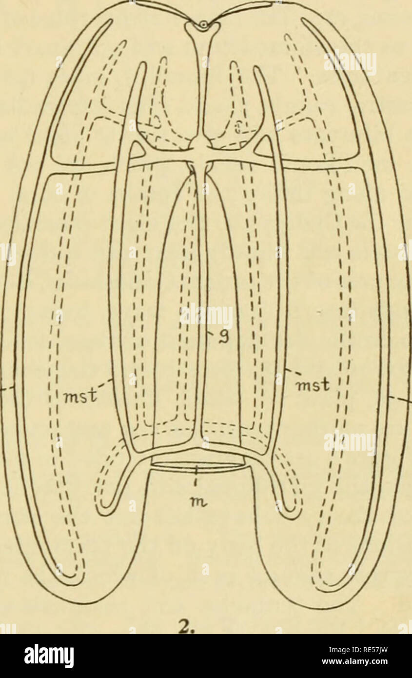 . Ctenophores of the Atlantic coast of North America. Ctenophora; Ctenophora -- Atlantic Coast; Cnidaria -- Atlantic Coast. Tnsv. -msv Fig. I.—Diagram illustrating characters of central part of gastro-vascular system of ctenophores. Fig. 2.—Diagram showing character of canal-circuits in Lobatce. Tentacles, tentacular canals, ciliary combs, and auricles are omitted. In addition to the two tentacular vessels and the axial funnel-tube, the funnel gives rise to four interradial vessels, which arise typically at an angle of 45° with the stomodaeal and funnel axes. In the Cydippidae, however, the fo Stock Photo