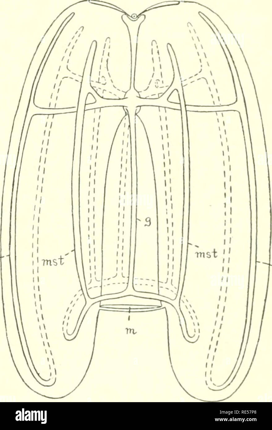 . Ctenophores of the Atlantic coast of North America. Ctenophora -- Atlantic Coast; Ctenophora. 1. 2. Fig. I.—Diagram illustrating characters of central part of gastro-vascular system of ctenophores. Fig. 2.—Diagram showing character of canal-circuits in LobatcB. Tentacles, tentacular canals, ciliary combs, and auricles are omitted. In addition to the two tentacular vessels and the axial fimnel-tube, the fvmnel gives rise to four interradial vessels, which arise typically at an angle of 45° with the stomodaeal and funnel axes. In the Cydippidae, however, the four interradial vessels do not ari Stock Photo