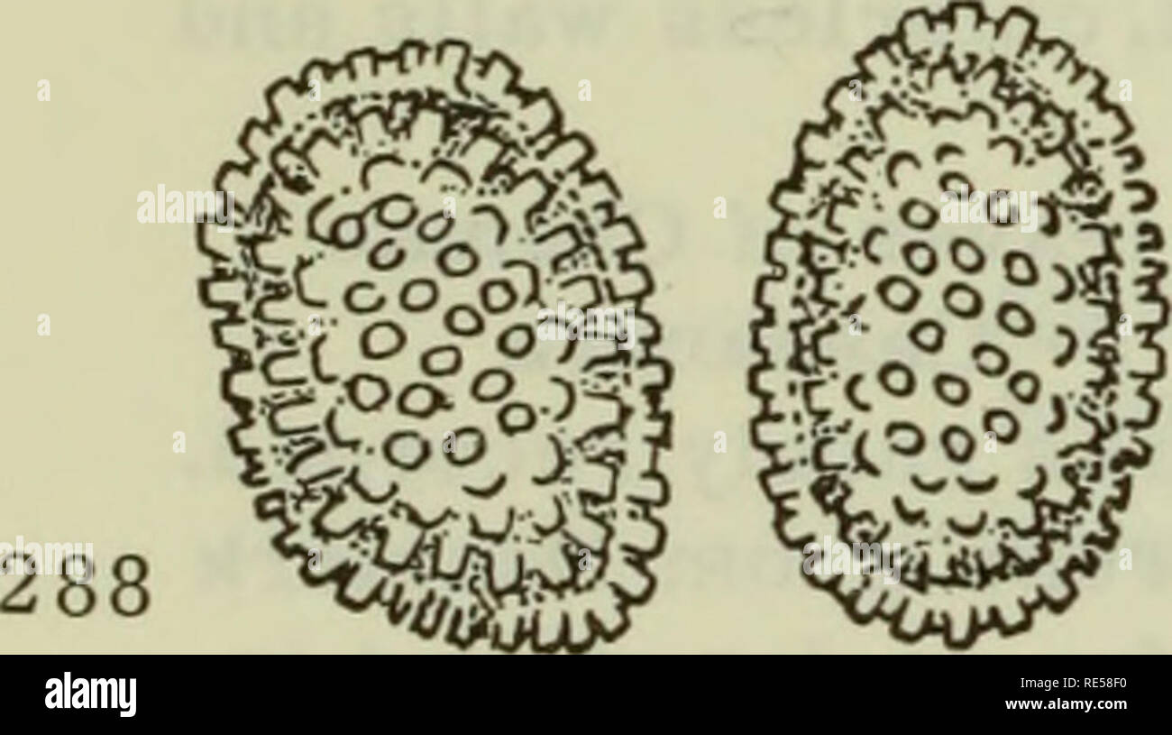 . Cryptogamic plants of the USSR. (Flora sporovykh rastenii SSSR). Plants. On Empetrum 13. Chrysomyxa empetri (Pers.) Schroet., Kryptog. Fl. Schles. Ill, 1.1887, S.372; Liro, Ured. Fenn., 1908, p. 454; Grove, Brit. Rust Fungi, 1913, p. 311, fig. 235; Trotter, Fl. Ital. Crypt. Ured., 1914, p. 360; Syd., Monogr. Ill, 1915, p. 515; Fragoso, Fl. Iber. Ured. II, 1925, p. 295; Arth., Manual Rusts U.S. a. Canada, 1934, p.31, fig.41; Tranzschel, Consp. Ured. URSS, Moscow, 1939, p. 36,273. Syn. : Chrysomyxa empetri (Pers.) Rostr., Meddel. om Gronland, III, 1888, p. 536. Sacc, Sylloge, VII, 1888, p. 762 Stock Photo