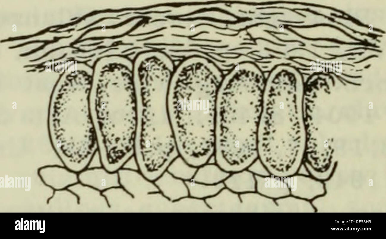 . Cryptogamic plants of the USSR. (Flora sporovykh rastenii SSSR). Plants. FIGURE 65. Melampsoridium betulae (Schum.) Arth. on Betula pubescens Ehrh.: 1 — urediospores; 2 — teliospores, x 600. (Orig.) On Betula mandshurica (Reg.) Makai (=B. japonica auct. pr.p.)— FAR EAST: Uss. (Maritime Territory: Okeanskaya station, Krivoi Klyuch in the Suifun District). On Betula japonica Sieb. — FAR EAST: Kamch., Sakh. (S Sakhalin). On Betula verrucosa Ehrh. — EUROPEAN PART: Kar.-Lap. (Karelian ASSR), Lad.-Ilm. (Leningrad Region), Bait. (Estonian SSR, Lithuanian SSR), U. V. (Kalinin, Moscow, and Ivanovo re Stock Photo