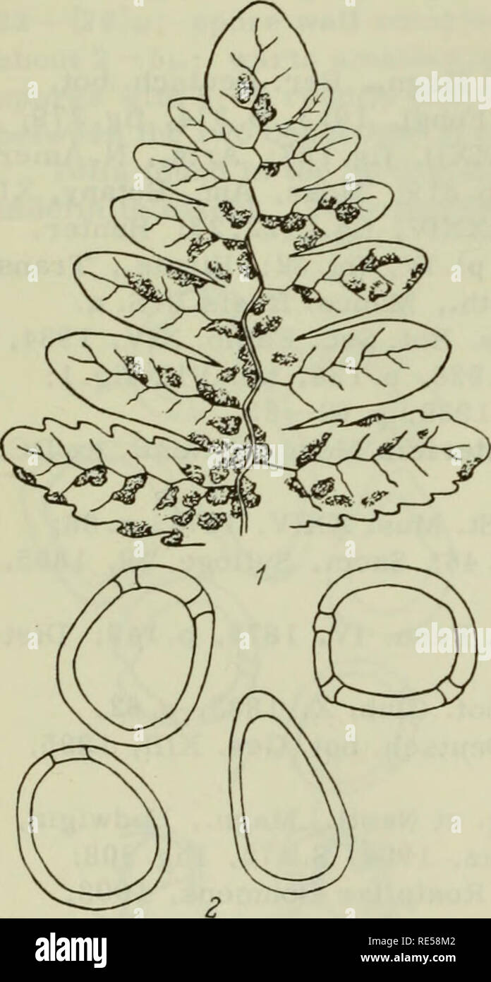 . Cryptogamic plants of the USSR. (Flora sporovykh rastenii SSSR). Plants. Biol. Klebahn. Ztschr. Pflanzenkr. XV, 1905, S. 99; XXVI, 1916, S. 260 —261; Bubak, Centrbl. Bakteriol, II. Abt. XVI, 1906, S.156; Weir a. Hubert, Phytopathol. VIII, 1918, p. 37-38; Mayor, Bull. Soc. Neuchat. sci. natur. XLVII, 1923, p.67 —73; L, 1925, p.82 —84; LI, 1926, p.66-67; Bell, Bot. Gaz. LXXVII, 1924, p. 21—26, fig.1,2, tab. IV, fig. 21, 27, 28; Pady, Ann. Botany, XLIX, 1935, p. 71-93, text fig. 1 — 54. Spermagonia appear on second-year leaves in circular spots, hypophyl- lous, lenticular in section, 311 — 496/ Stock Photo