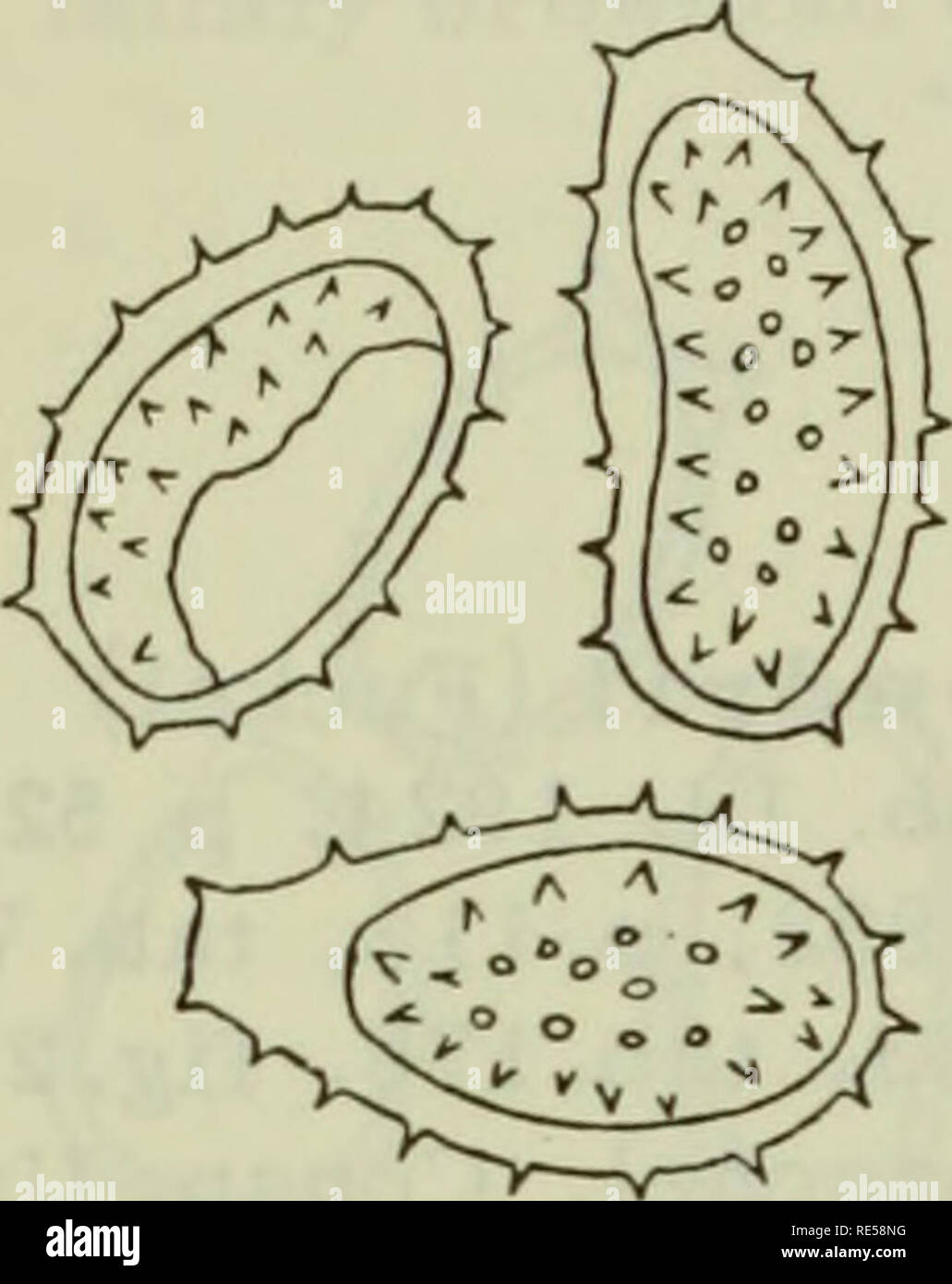 . Cryptogamic plants of the USSR. (Flora sporovykh rastenii SSSR). Plants. Uredia round, 0.1—0.3 mm across, subepidermal, scattered or loosely grouped, frequently in rows between the lateral veins on olive or brown areas of indefinite extent; peridium hemispherical, delicate; peridial cells isodiametric to somewhat elongate in the upper part of the peridium, radially elongate near base of peridium, with walls up to 1/u thick. Uredio- spores on pedicels up to 16/u long, obovoid or ellipsoid, 2 8 — 57 X 14—2 3/u (averaging about 37 X 19ju); spore wall 0.5 —1.5/l( thick, quite strongly and rather Stock Photo