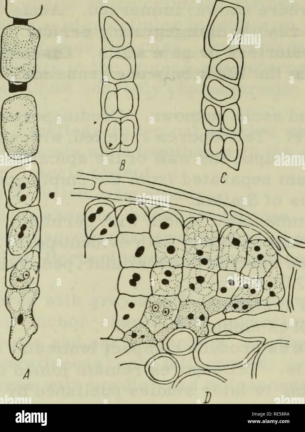 . Cryptogamic plants of the USSR. (Flora sporovykh rastenii SSSR). Plants. (59). FIGURE 7. Pucciniostele mandschurica Diet. : A — basal cell with elongate composite chain (at the top 3 aeciospores and intercalary cells, underneath 3 mother-cells of the primary telio- spore); B, C — 2 chain fragments of the pri- mary teliospore; D — margin of secondary teli- um. (After L.I.Kursanov, N.I. Tseshinskaya, E.S.Klvushnikova, 1936.) RUST FUNGI AS INDICATORS OF KINSHIP OF THEIR HOSTS IN CONNECTION WITH THE PHYLOGENESIS OF RUST FUNGI The specific parasitism of fungal species on related plants is sometim Stock Photo