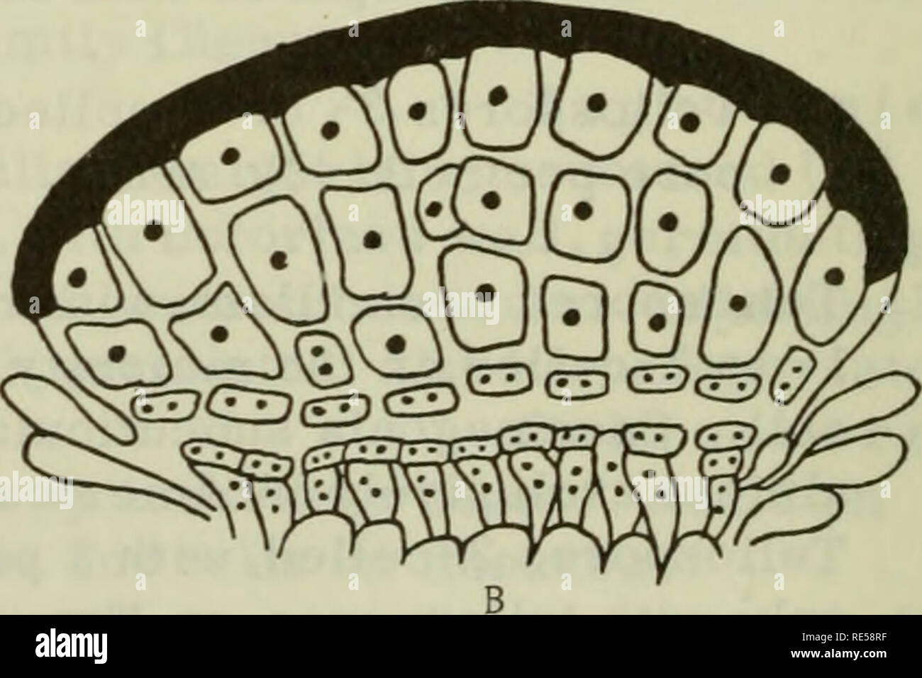 . Cryptogamic plants of the USSR. (Flora sporovykh rastenii SSSR). Plants. FIGURE 6. Nothoravenelia japonica Diet. Section through a telium. A — 1 or 2 spore layers, a cyst layer, a layer of separating cells; the cells can produce new spore- heads at their base; paraphyses seen at the sides; B — the layer of separating cells dissolved. (After L. I.Kursanov, N.I. Tseshinskaya, E. S. Klyushnikova, 1936.) ^ See L. I.Kursanov, N.I. Tseshinskaya, E. S. Klyushnikova, 1936. The same. 64. Please note that these images are extracted from scanned page images that may have been digitally enhanced for rea Stock Photo