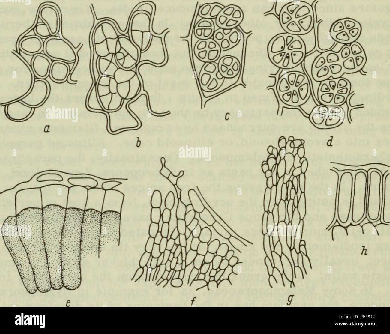 . Cryptogamic plants of the USSR. (Flora sporovykh rastenii SSSR). Plants. to Melampsoraceae; but the aecial structure indicates their kinship with Pucciniaceae. In Pucciniastreae (Figure 4, a —d) of the family Melampsoraceae the unicellular teliospores divide longitudinally into two, 46 four, or more cells; they are either subepidermal or intraepidermal. In the genus Cronartium (Figure 4, g) unicellular teliospores are fused into a column emerging above the surface. In the genus Chrysomyxa (Figure 4, f) unicellular teliospores rise in vertical chains, together forming waxy red sori. In Melamp Stock Photo